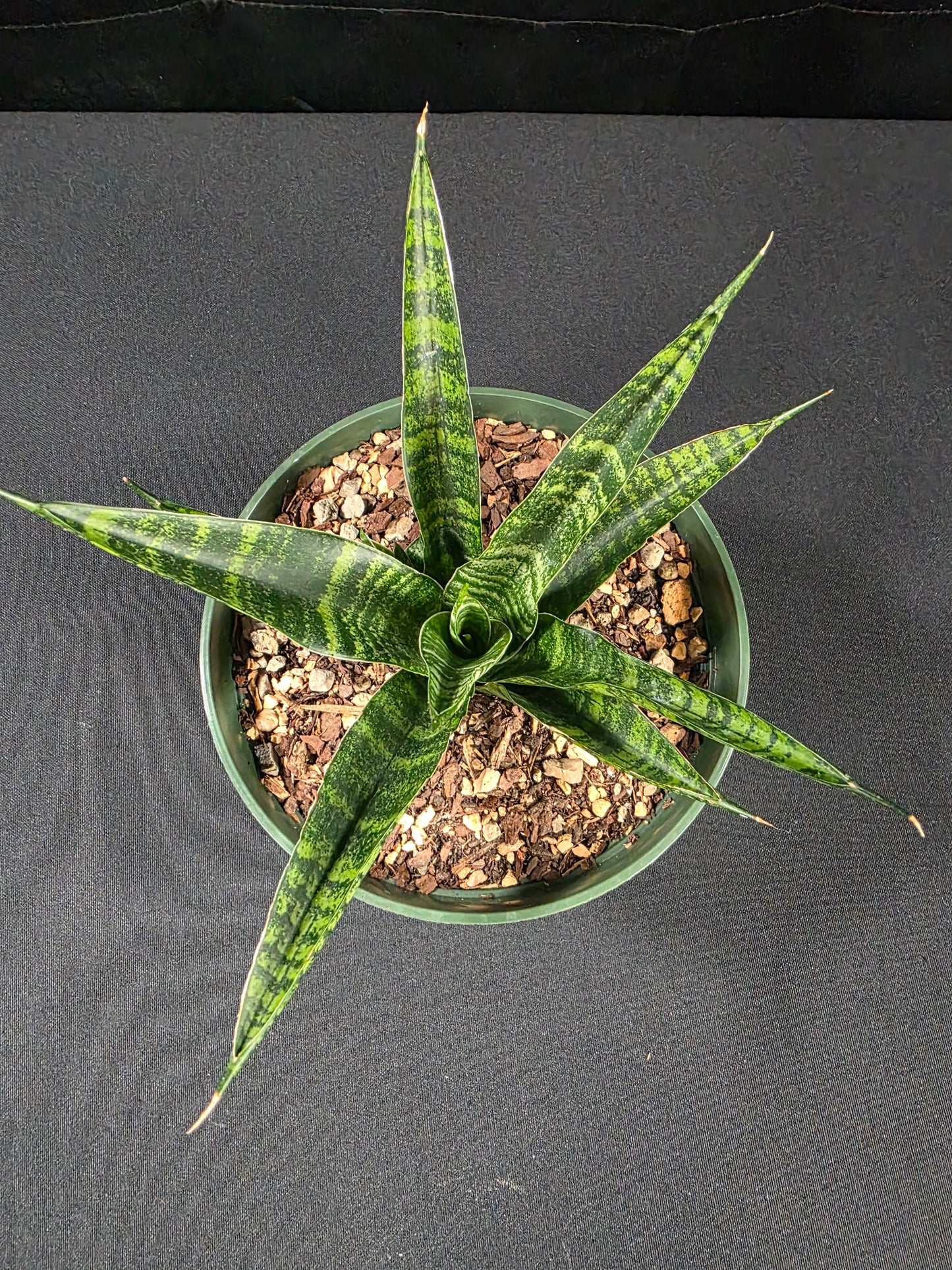 Sansevieria black tiger