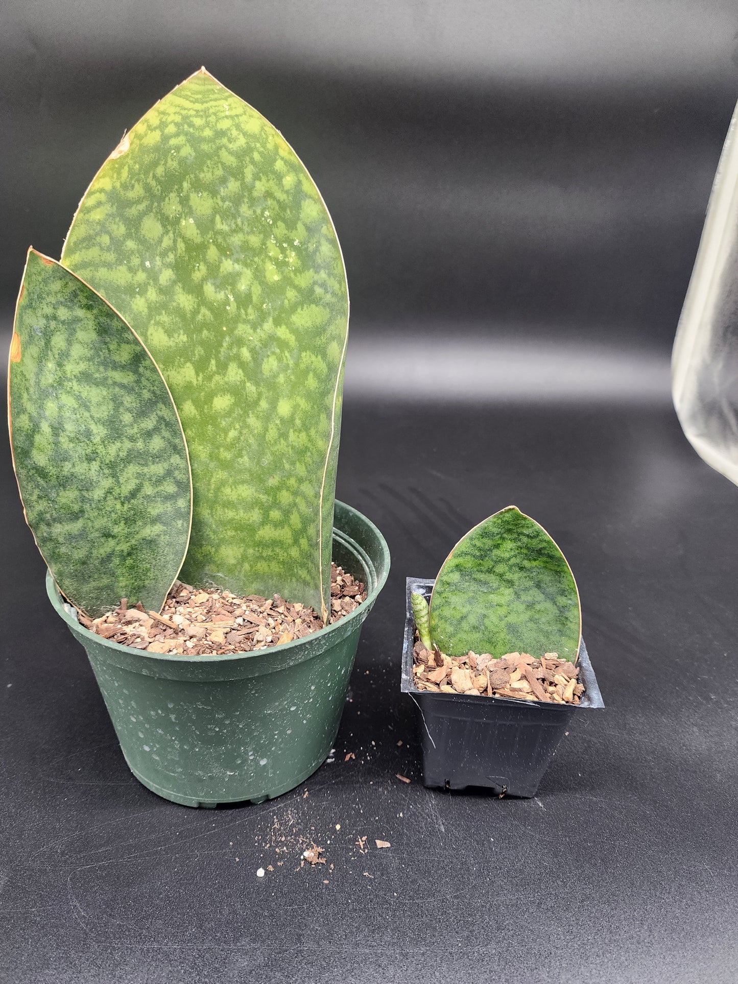 Sansevieria whale fin