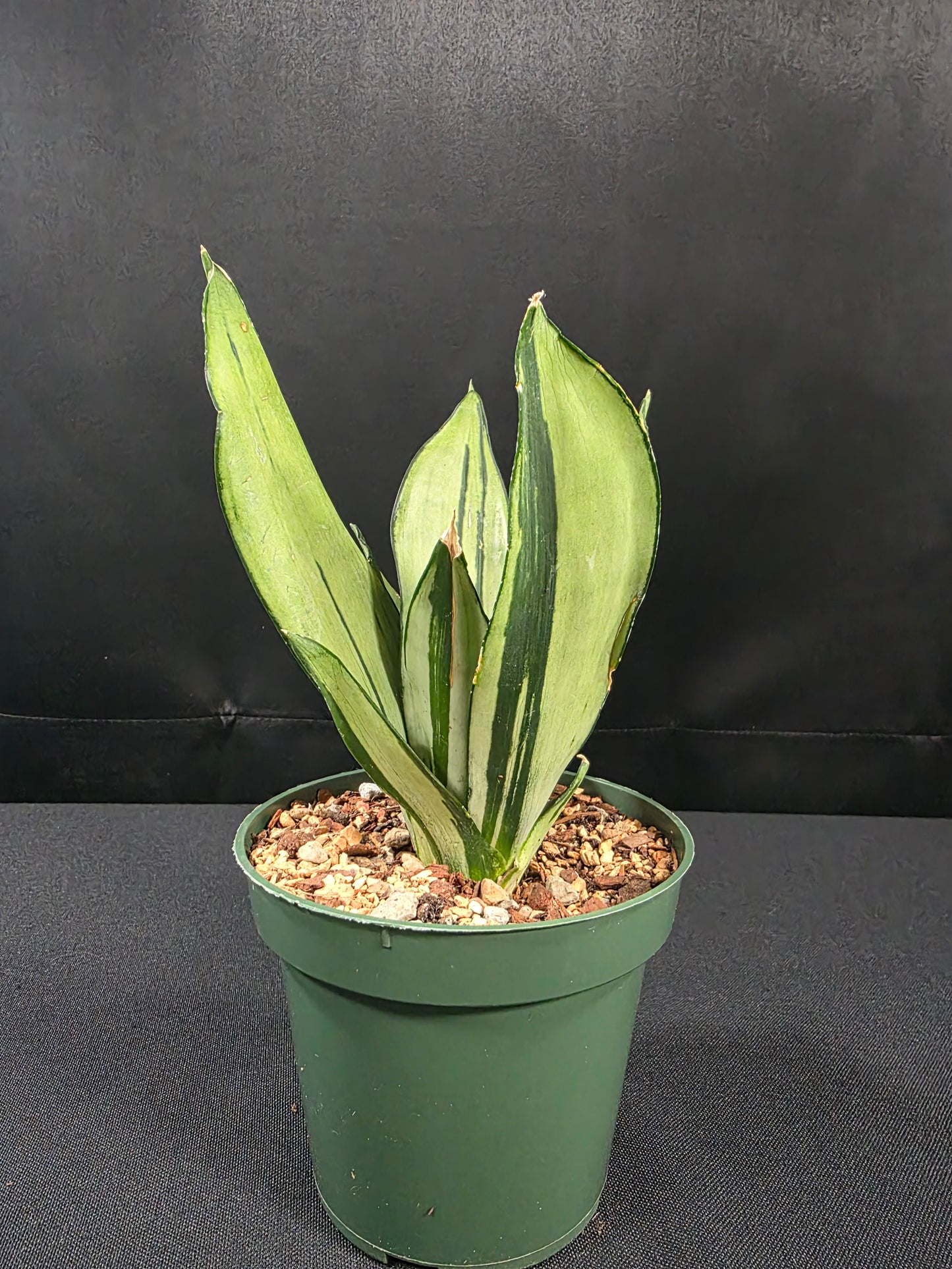 Sansevieria madurai