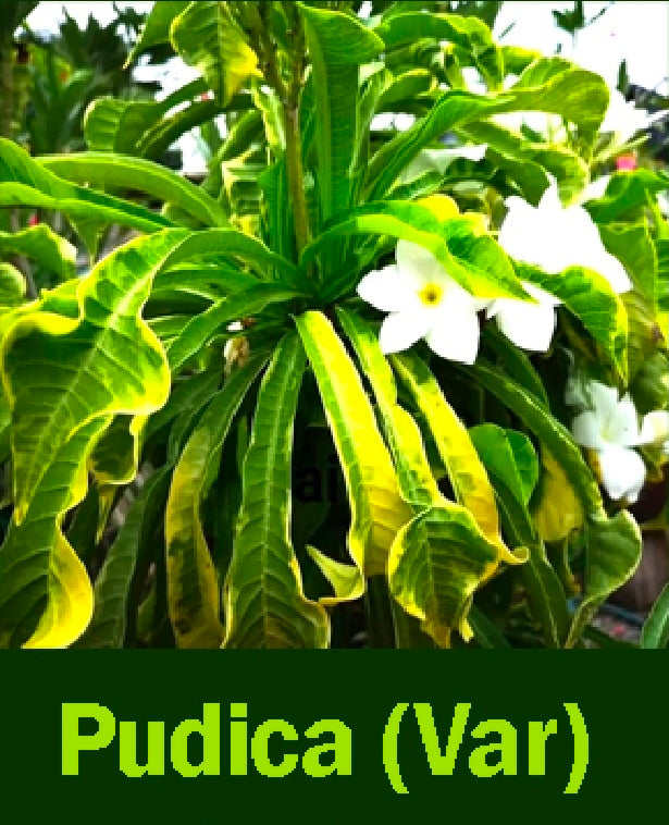 Plumeria pudica variegated