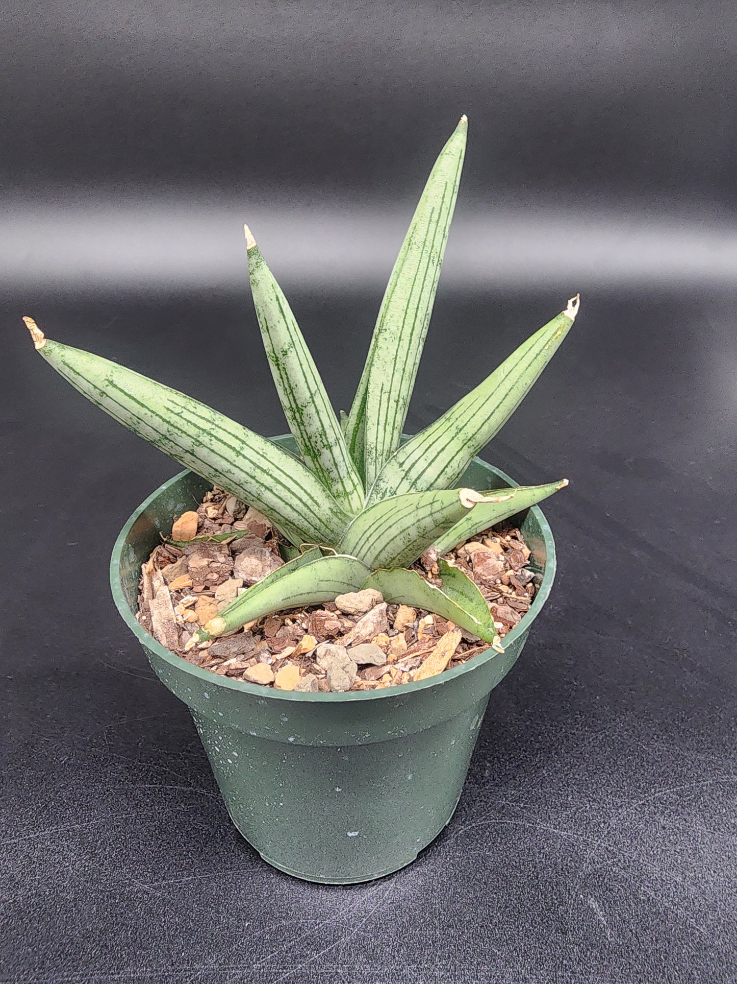 Sansevieria Rookie