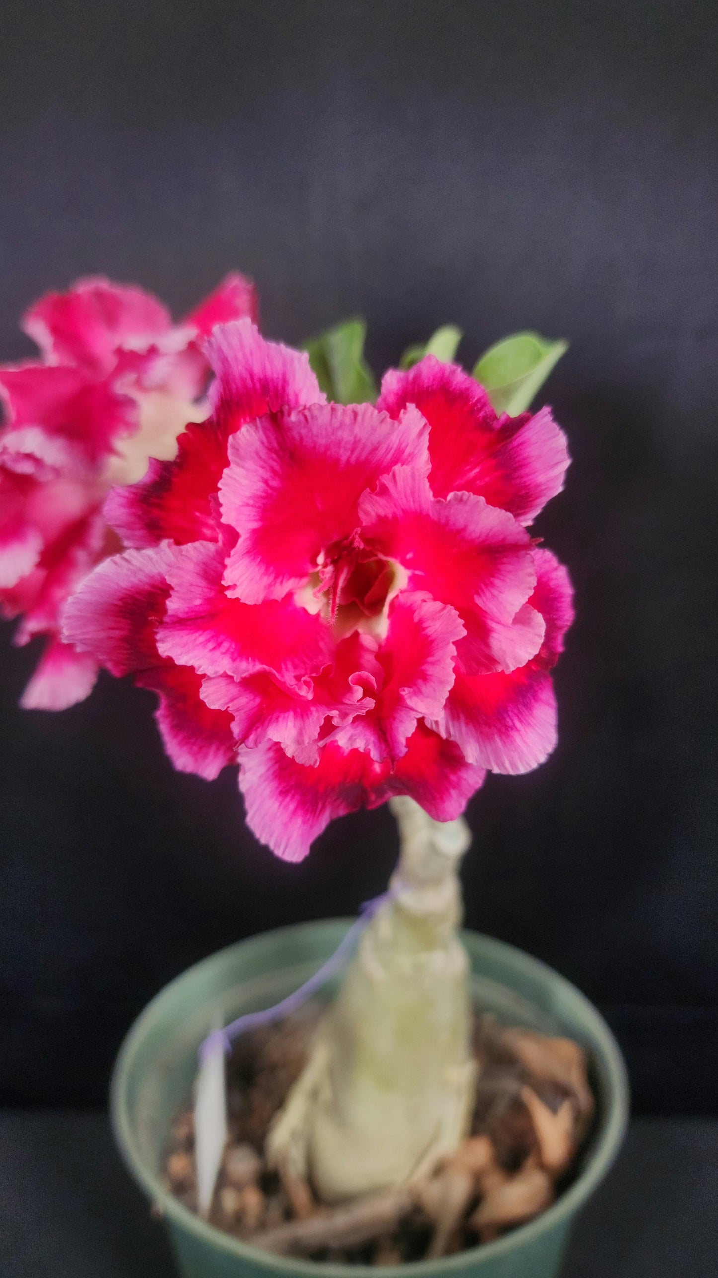 Adenium swan and dragon