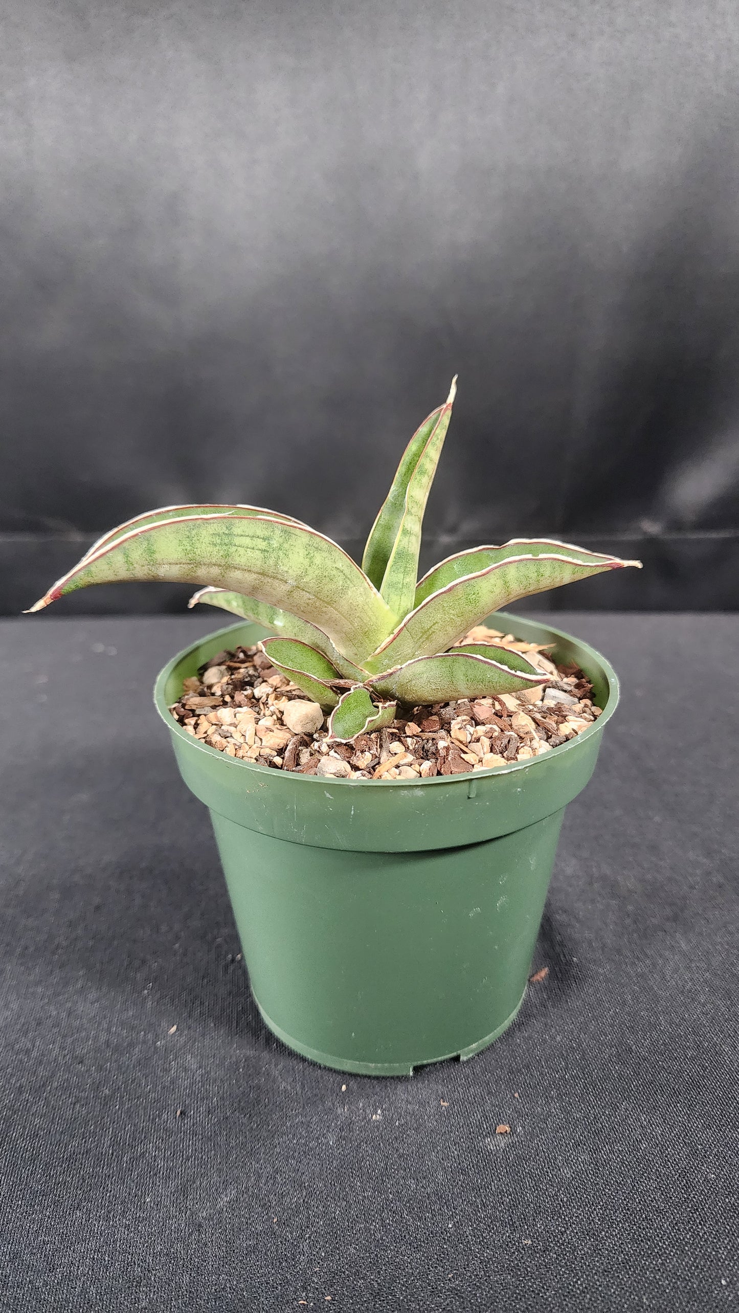 Sansevieria pfisteri