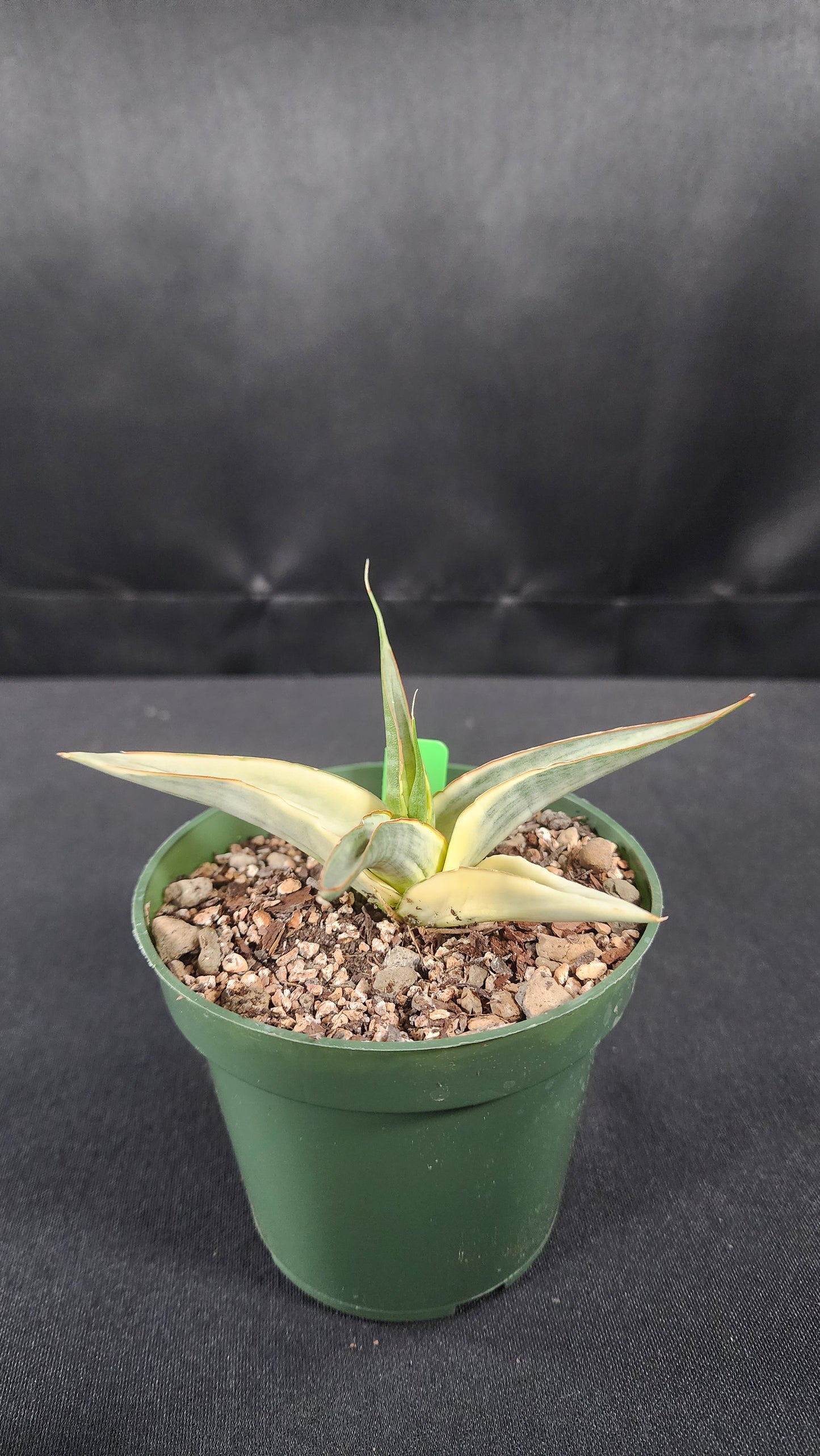 Sansevieria snow white