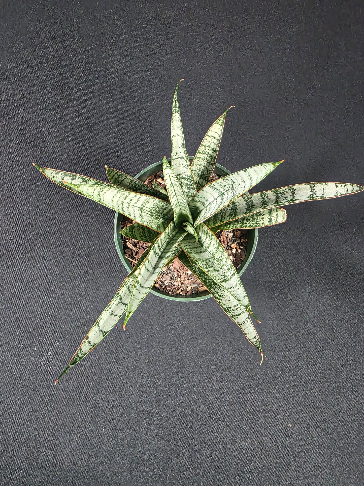 Sansevieria silver tiger