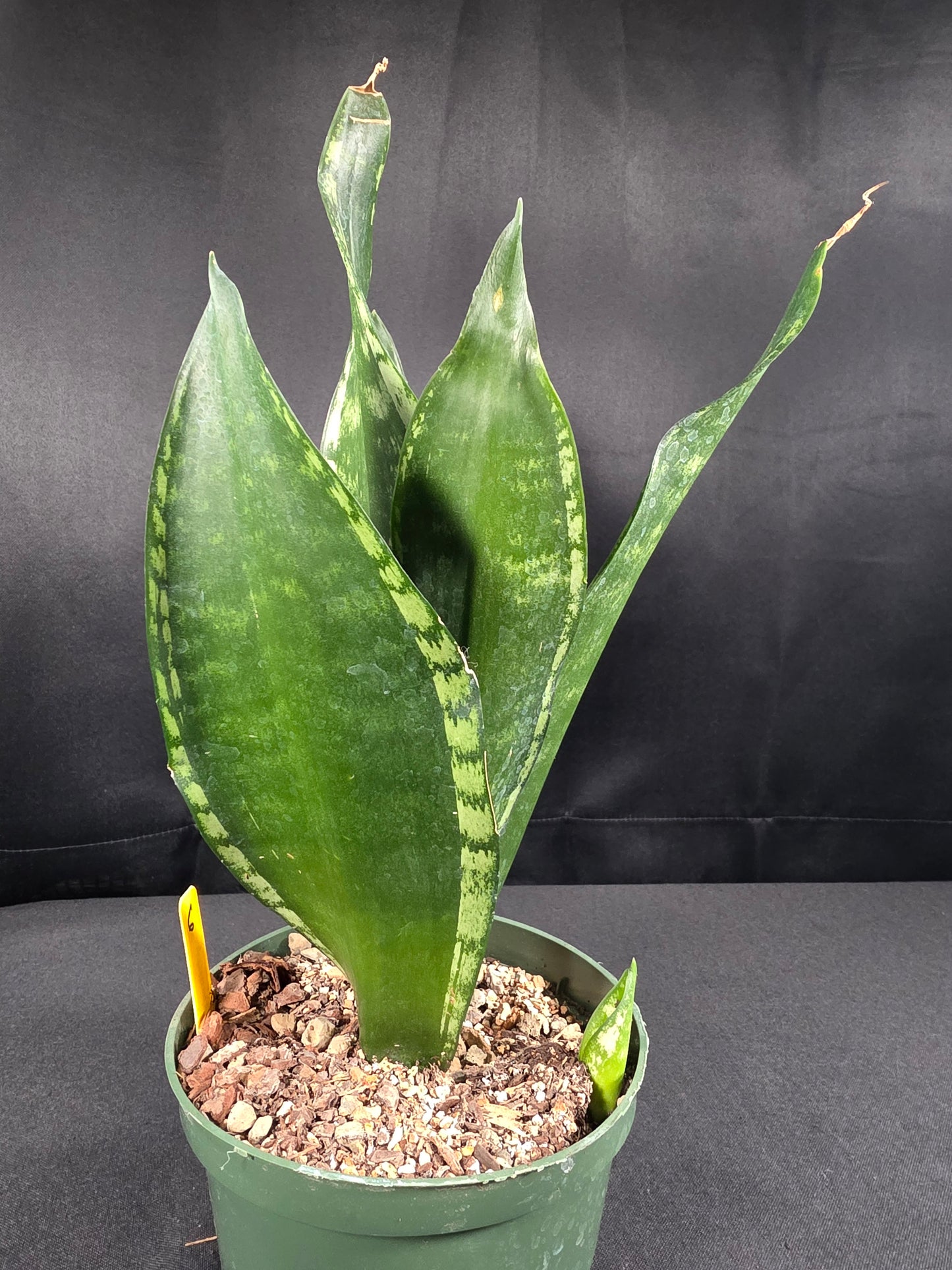 Sansevieria whitney