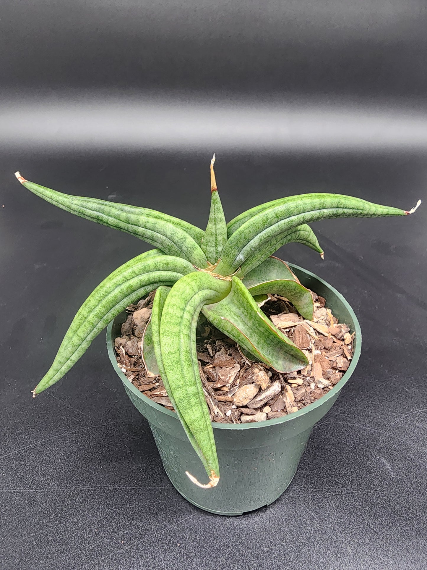 Sansevieria patens spider