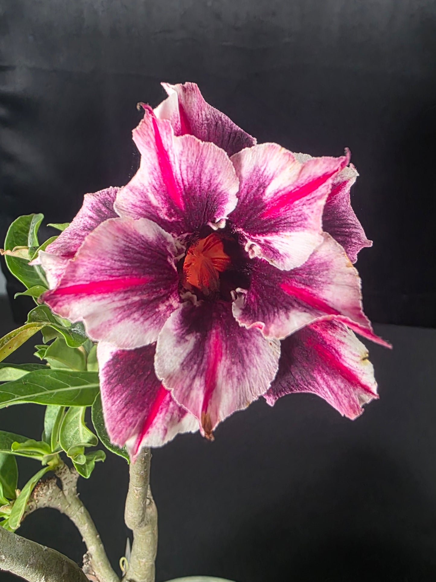 Adenium moung sakda