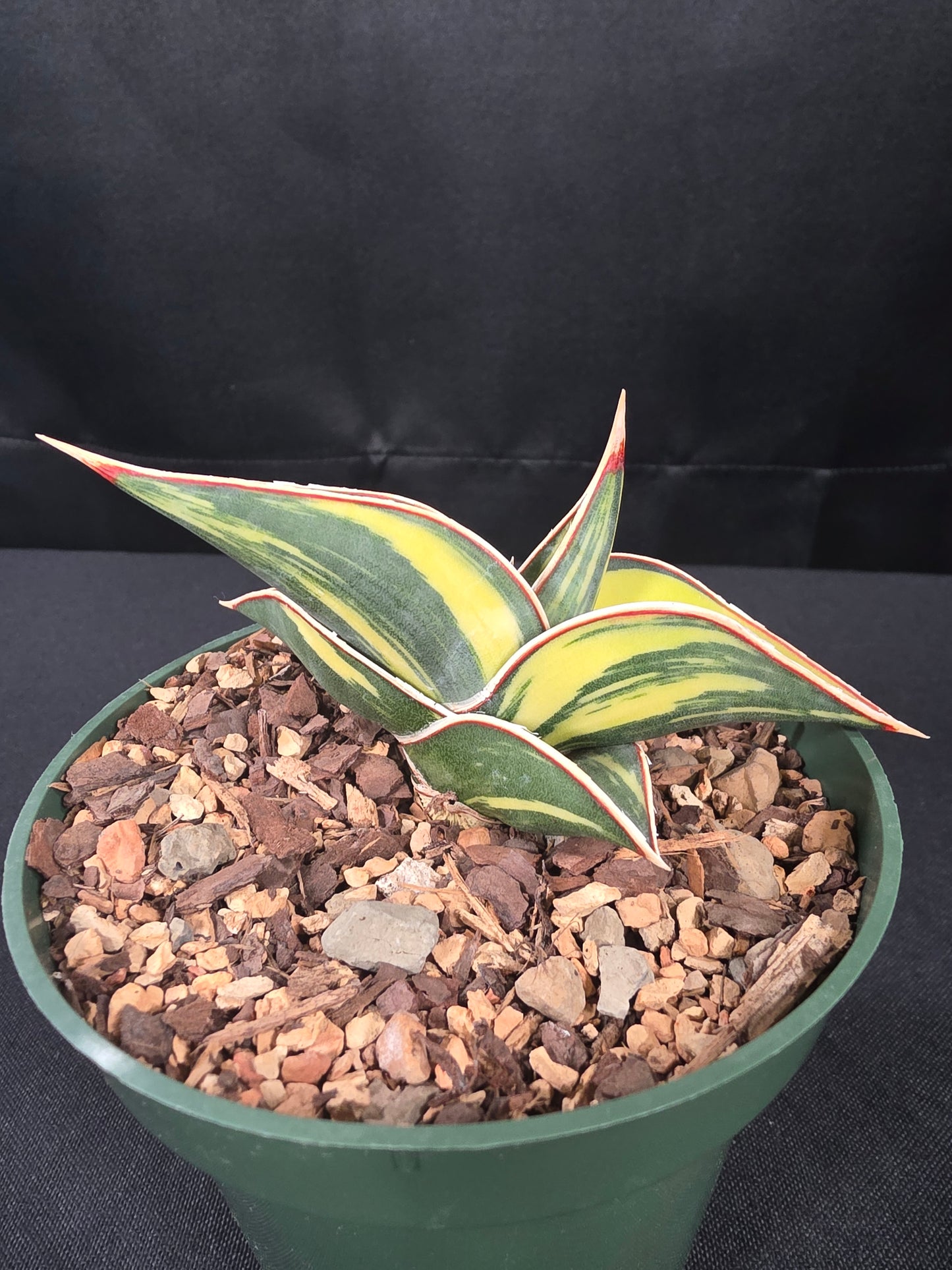Sansiveria rorida variegated