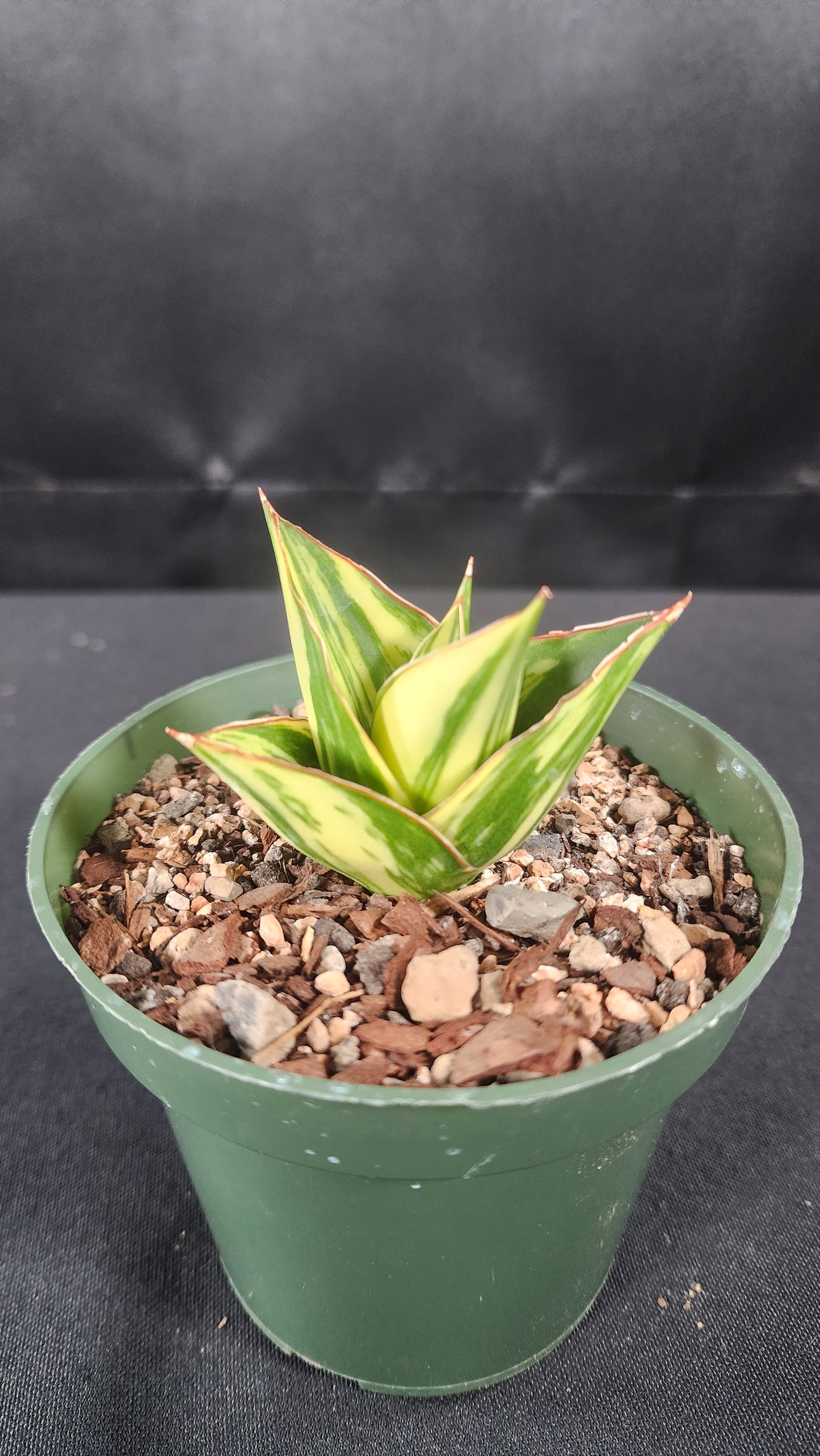 Sansevieria tower variegated
