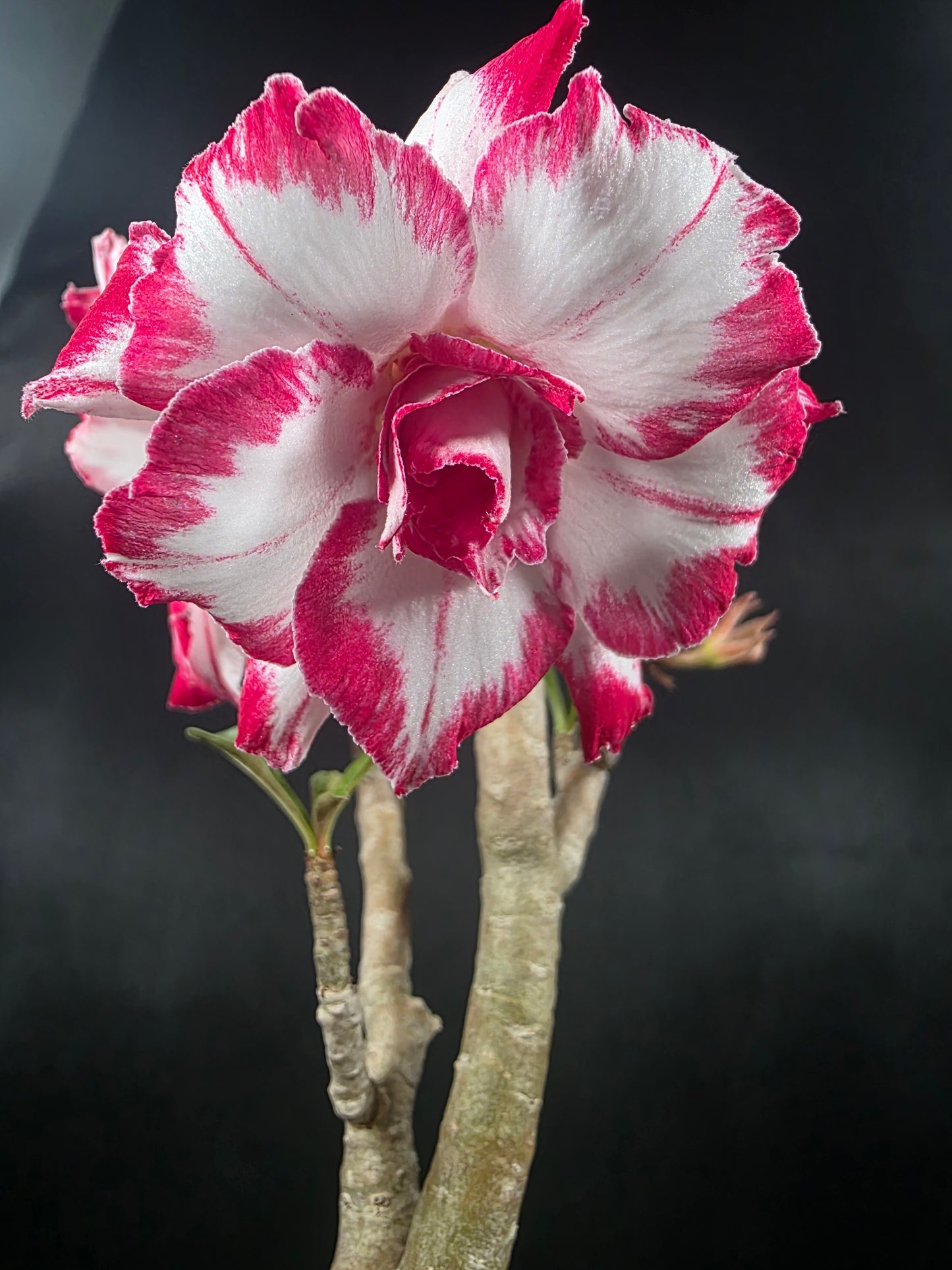 Adenium ferrari
