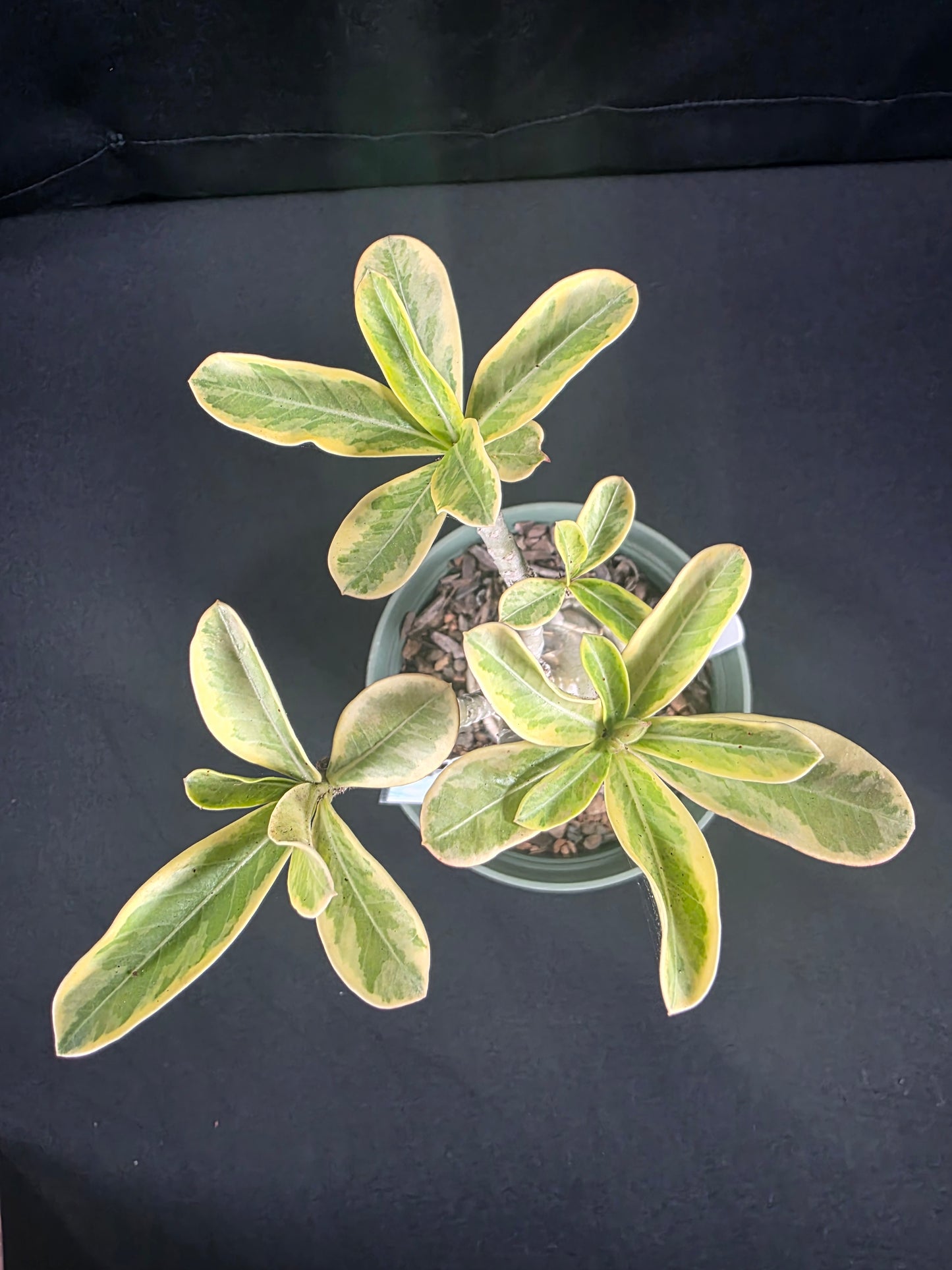 Variegated Adenium (Red)