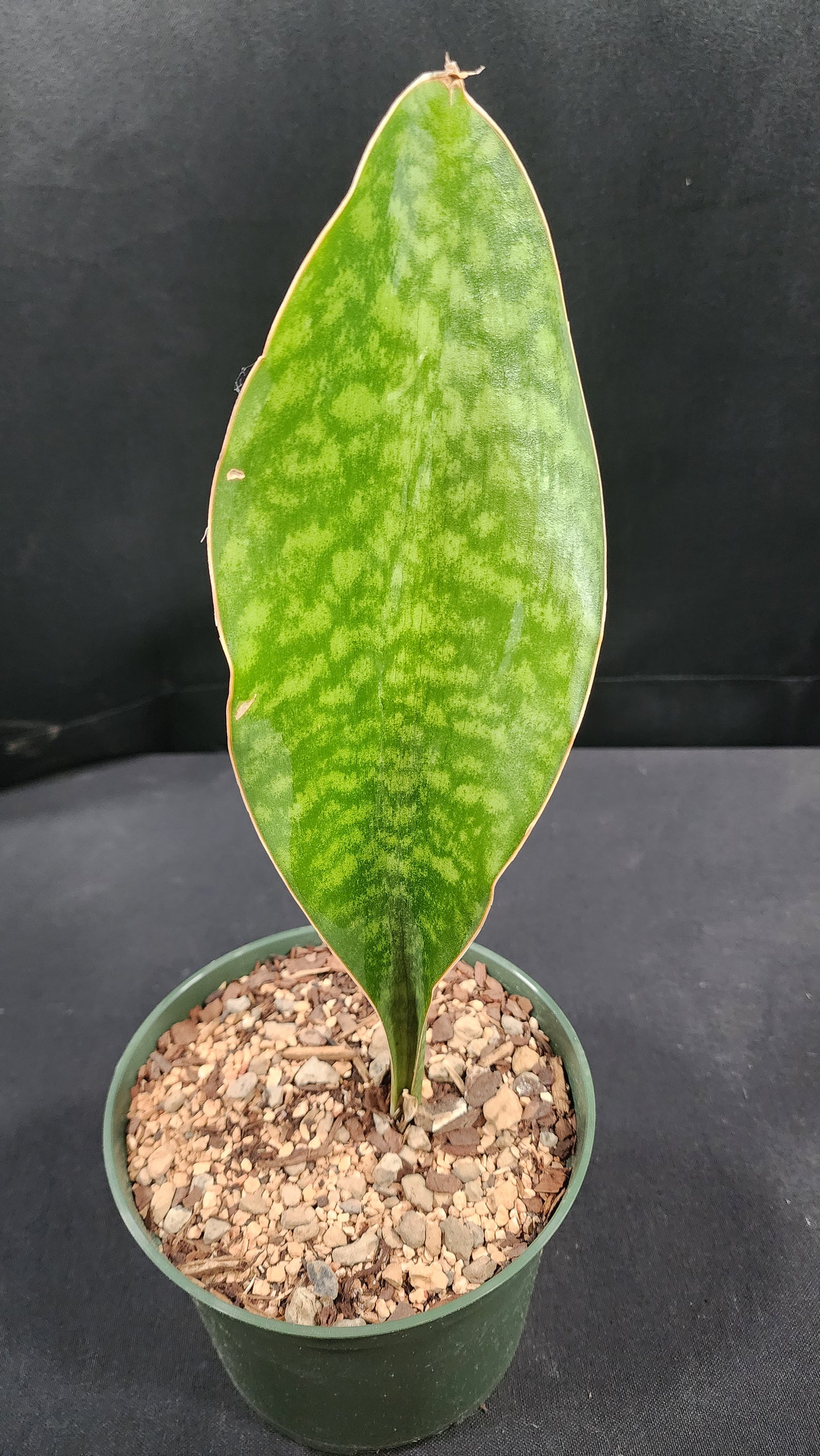 Sansevieria masoniana
