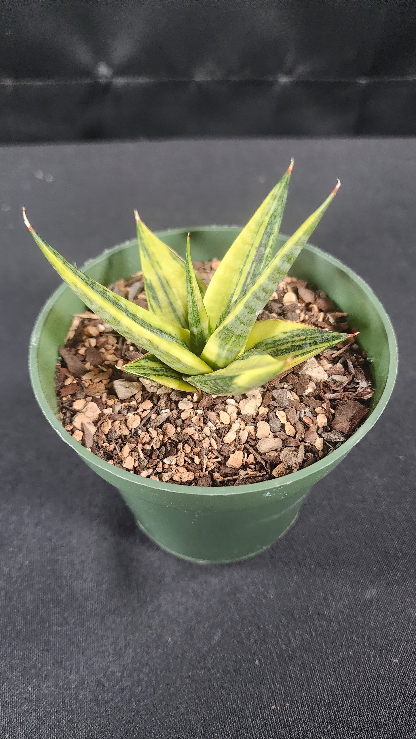 Sansevieria blorong variegated