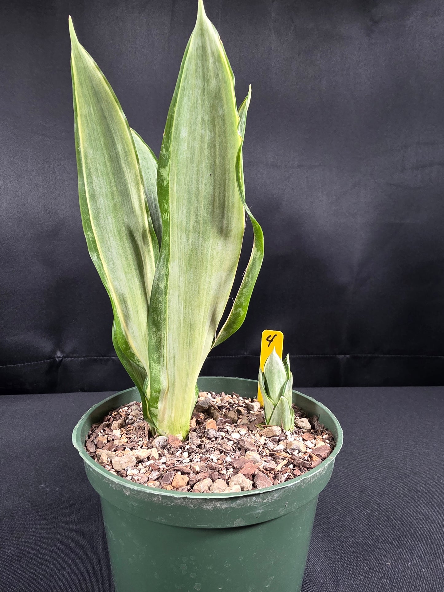 Sansevieria morgenstern