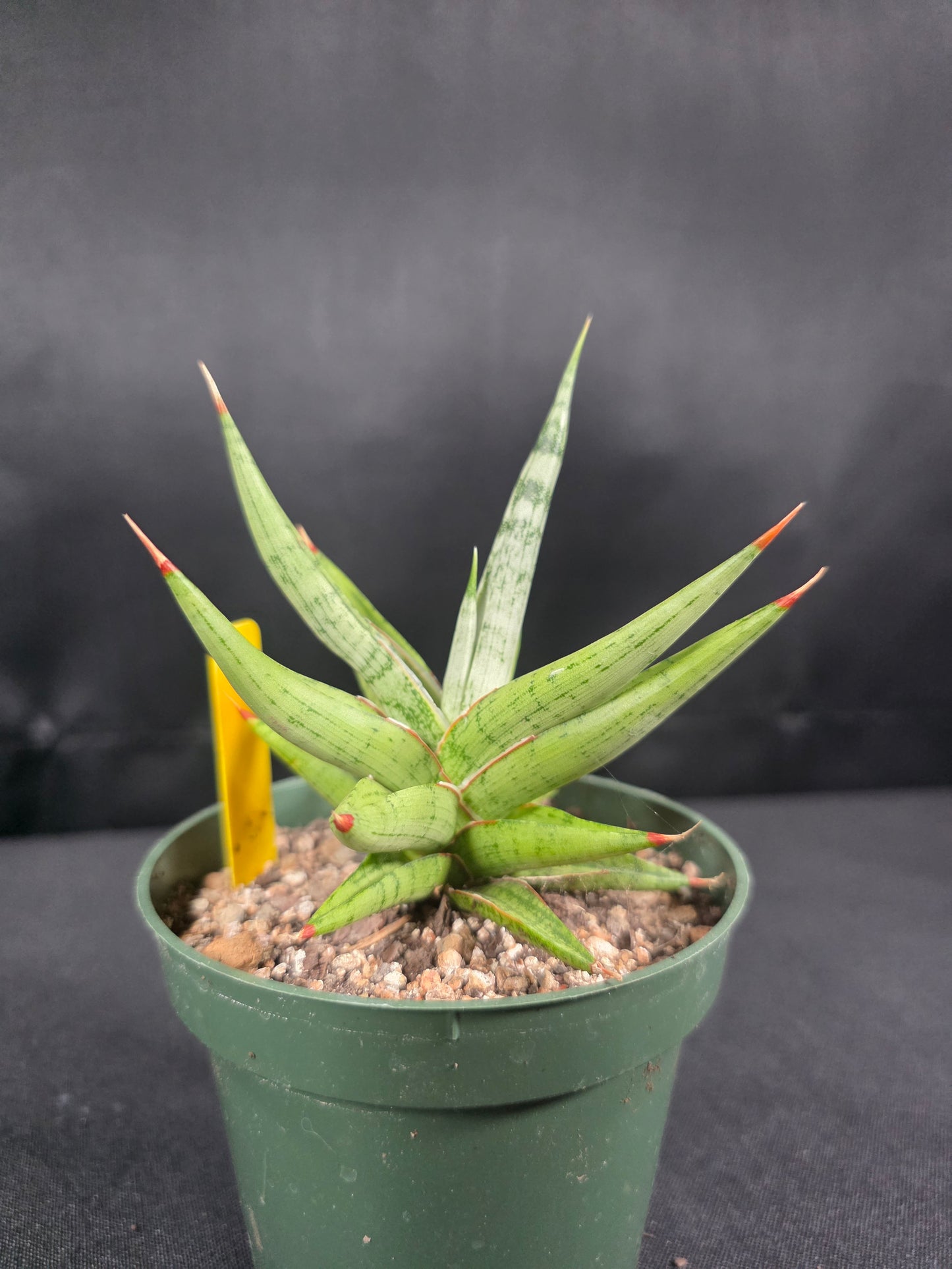 Sansevieria rudal