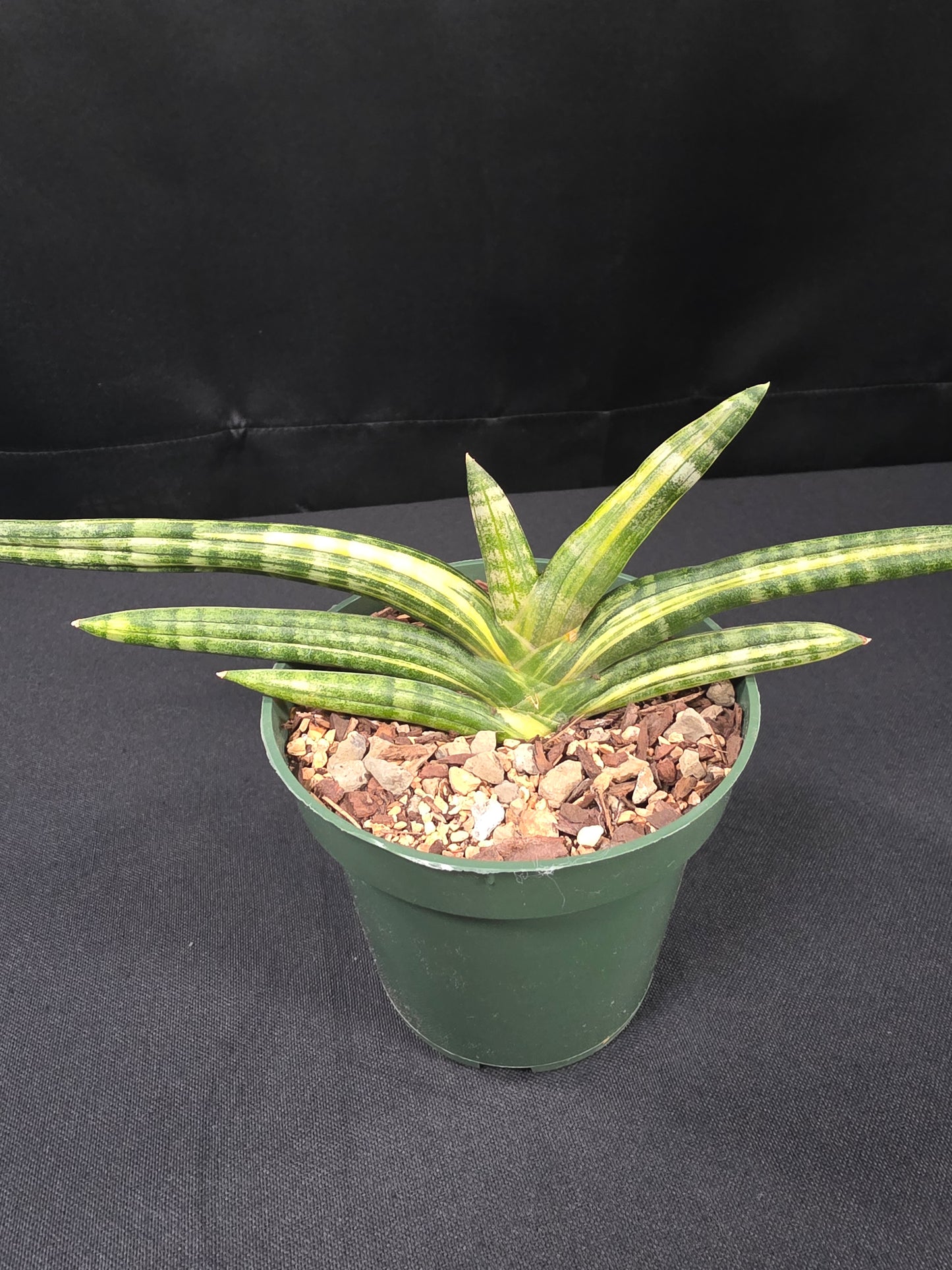Sansevieria boncel variegated