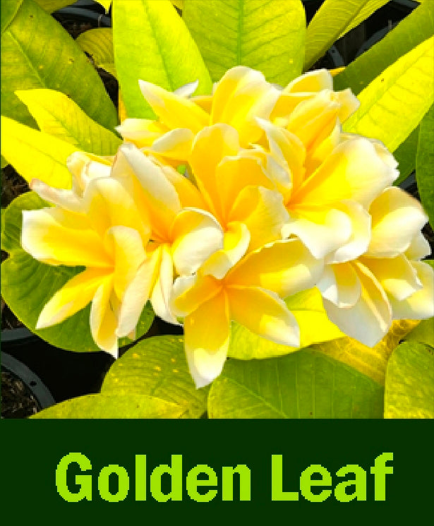Plumeria Gold Leaf