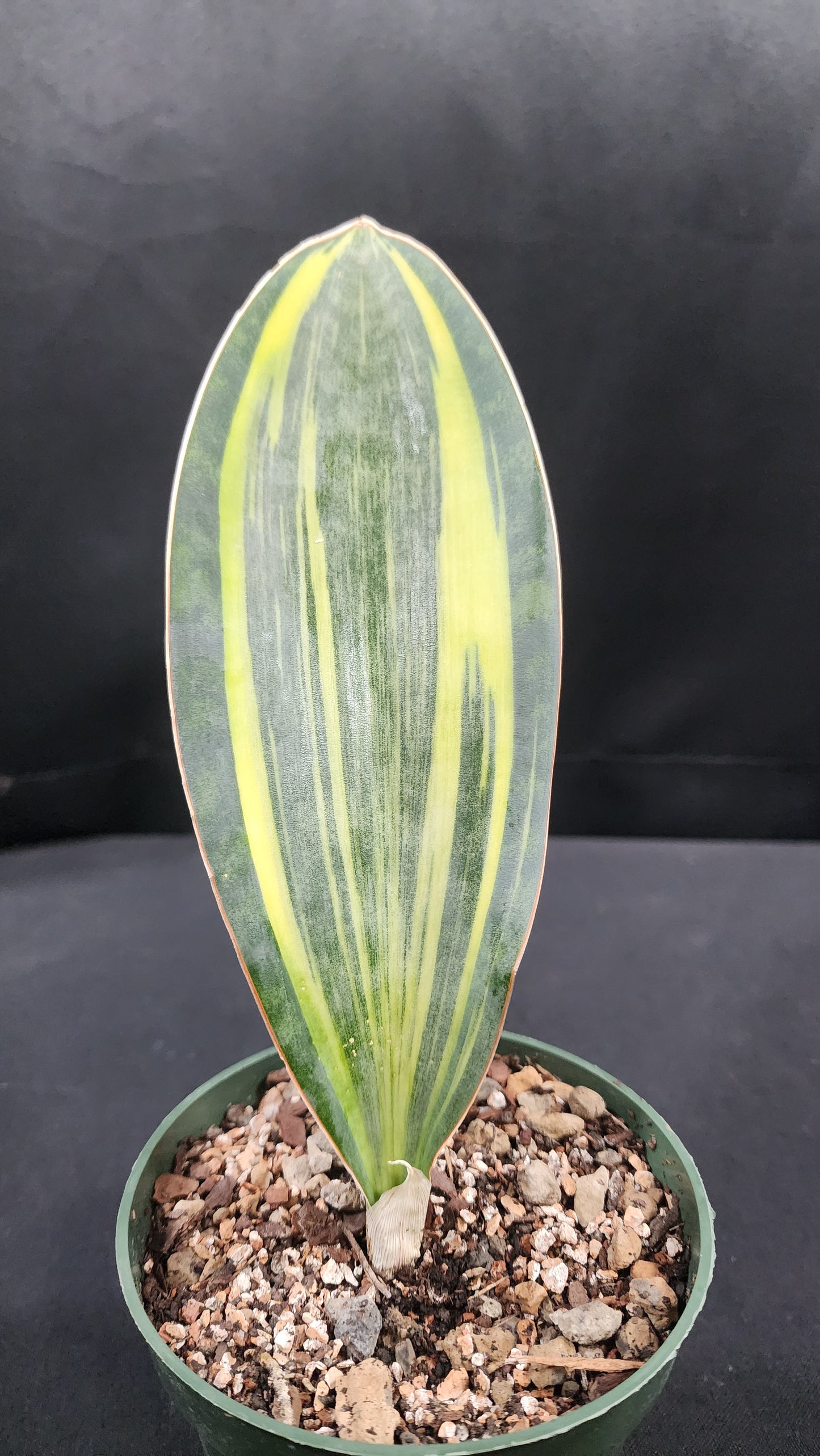 Sansevieria masoniana yellow variegated