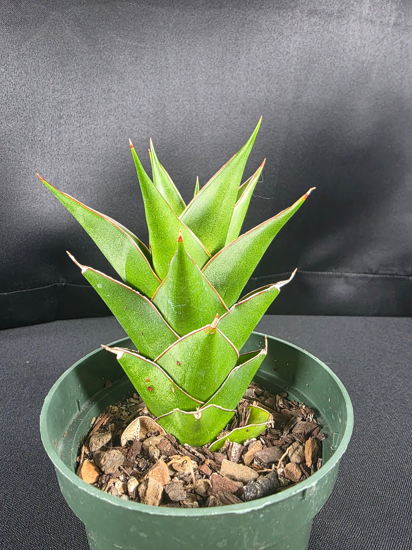 Sansevieria Tower