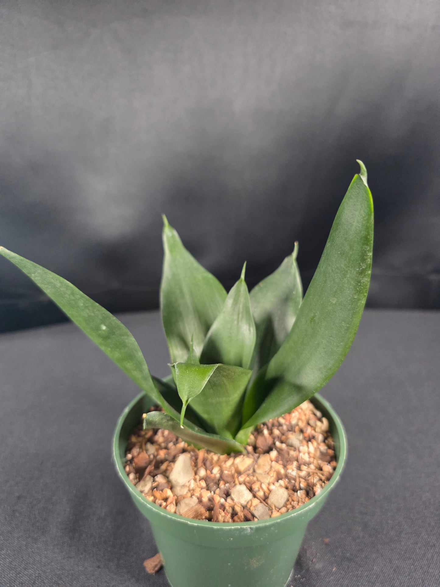 Sansevieria black dragon