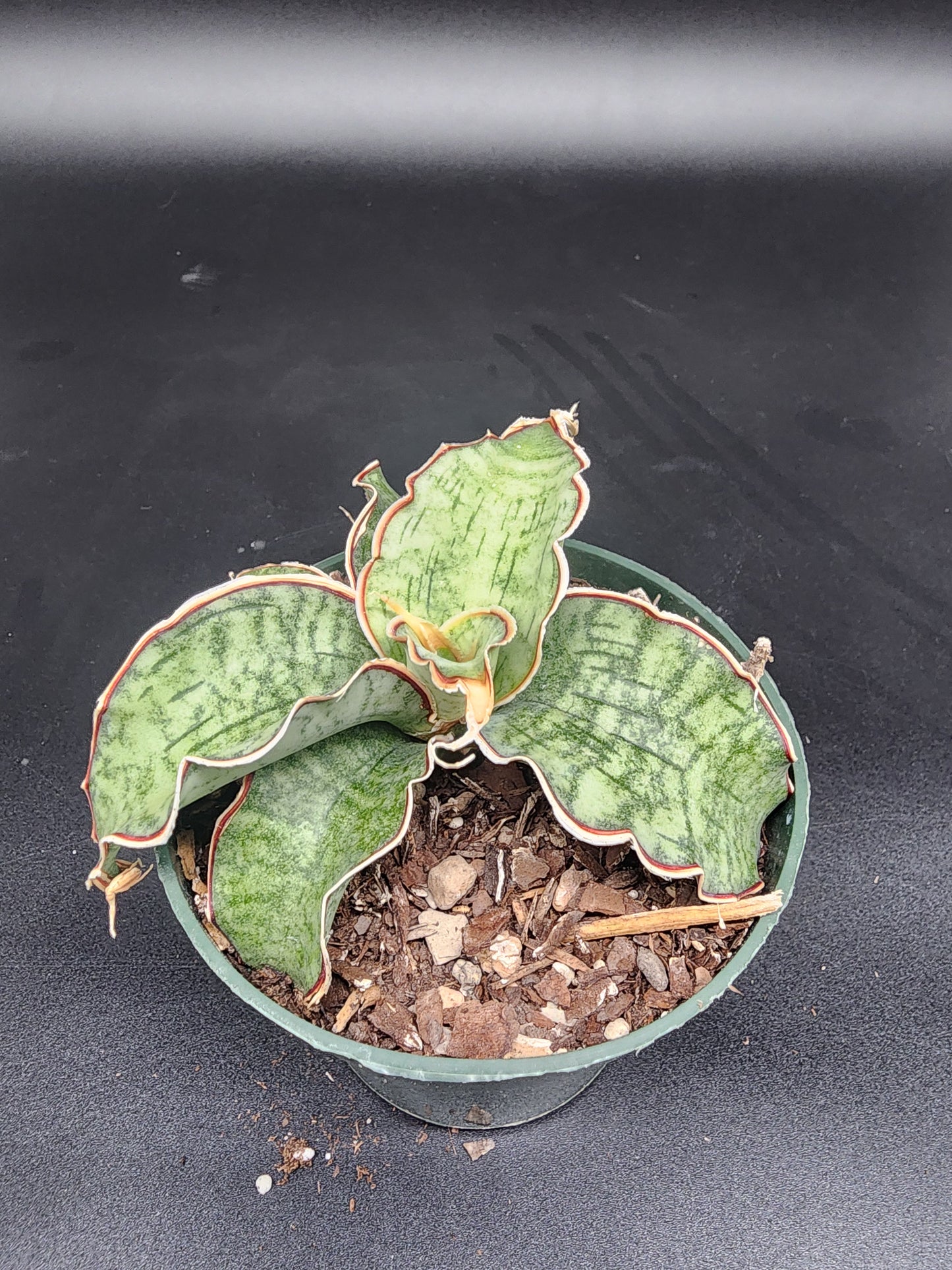Sansevieria kirkii silver blue