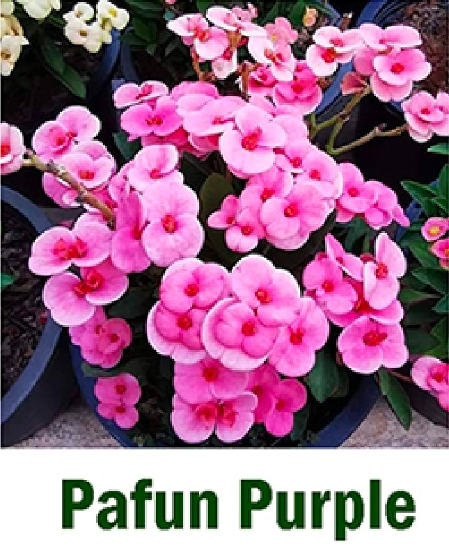 Euphorbia millii dwarf pafun purple
