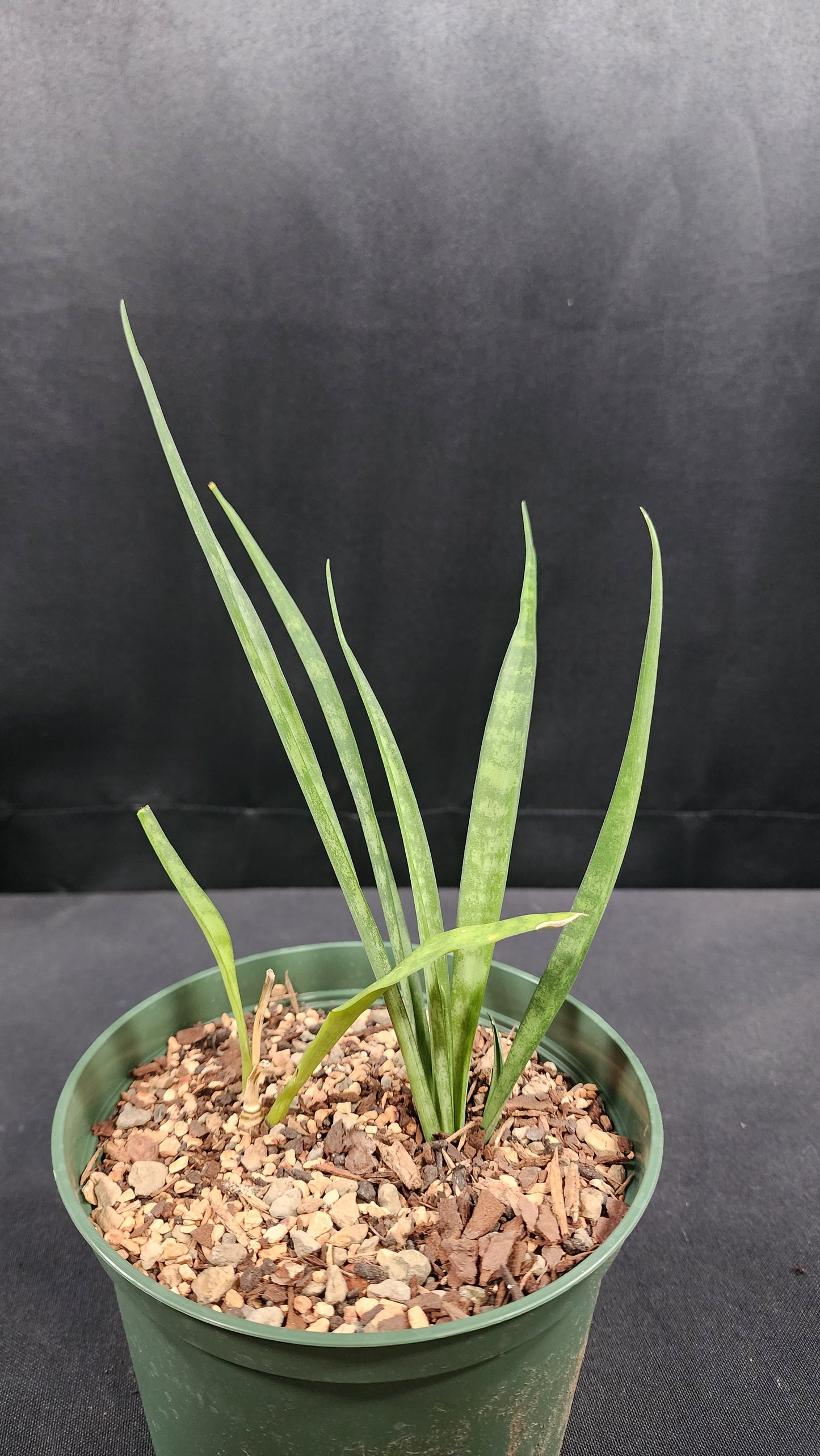 Sansevieria parva