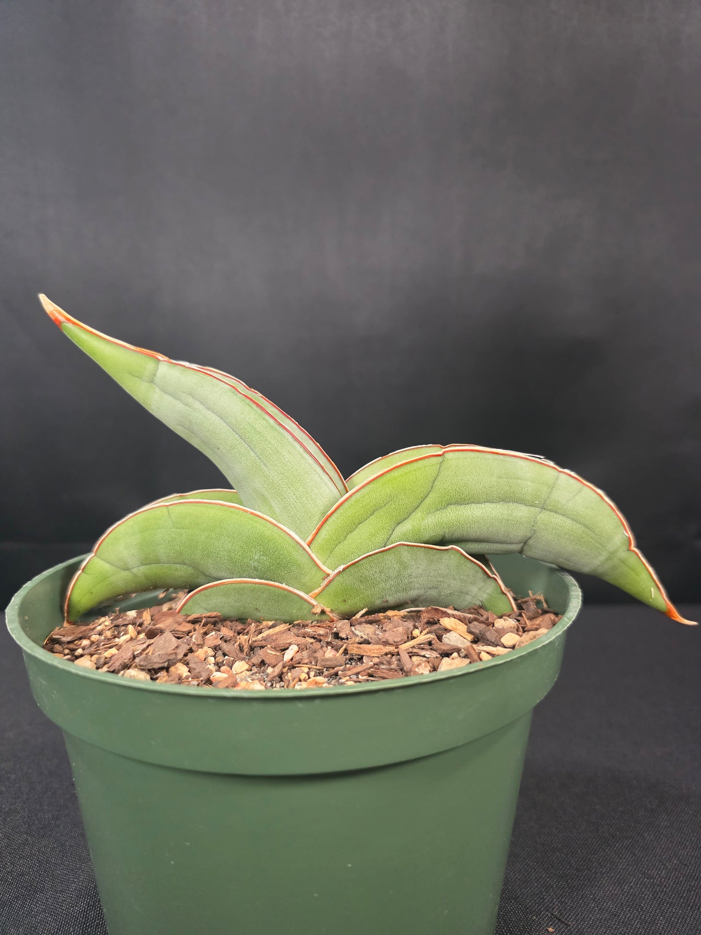 Sansevieria banana