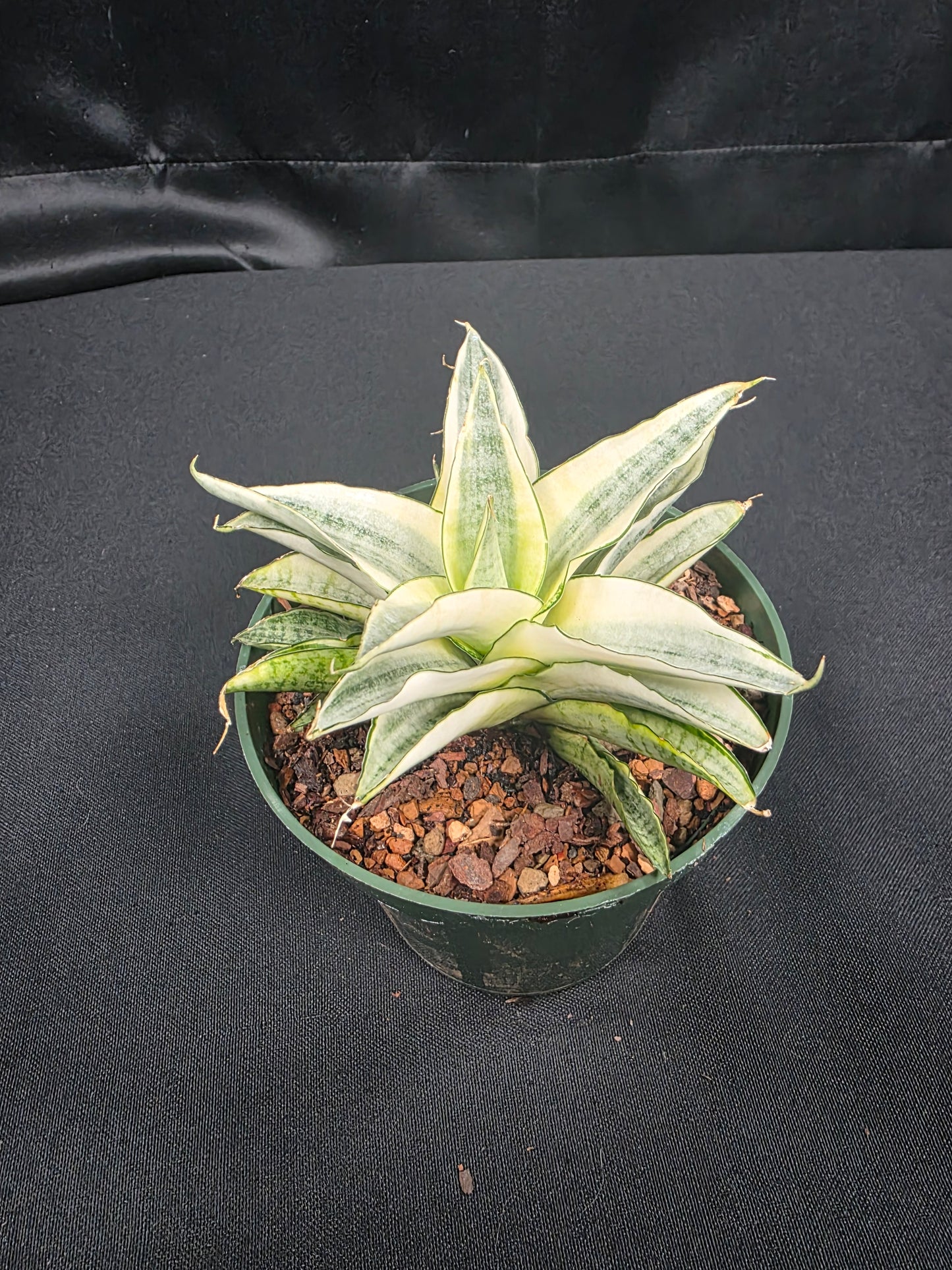 Sansevieria Gabriella variegated