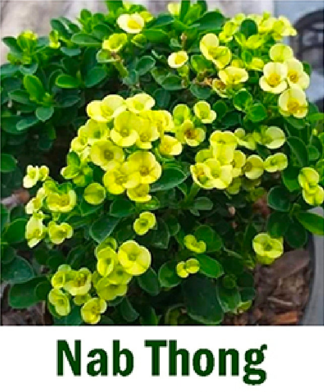 Euphorbia millii mini nab thong