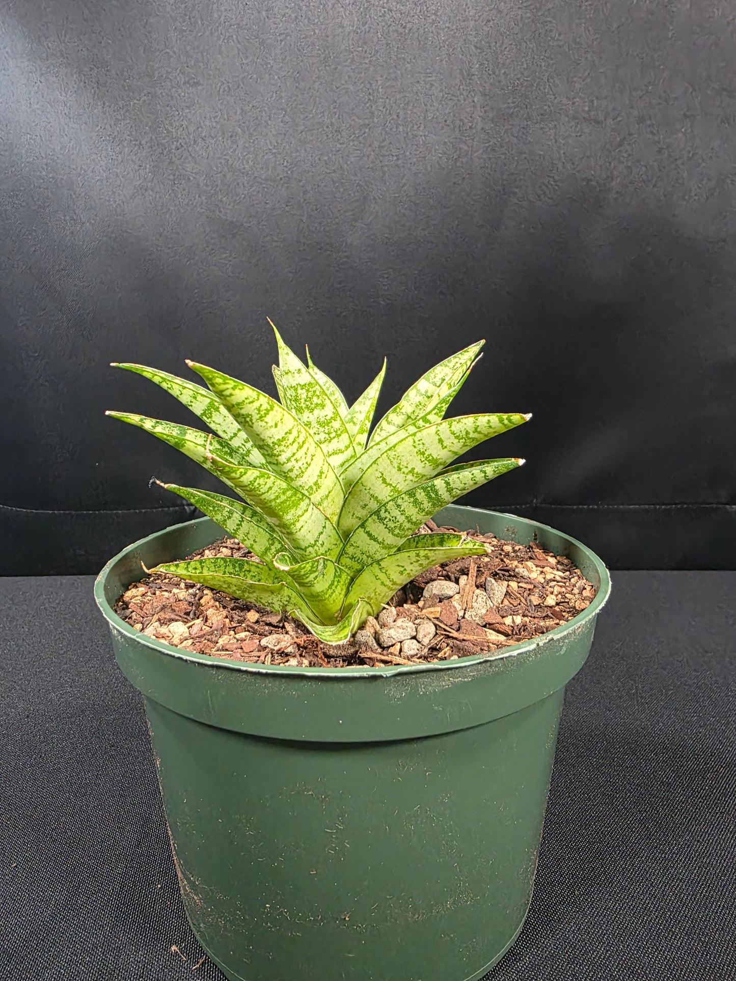 Sansevieria jade tiger