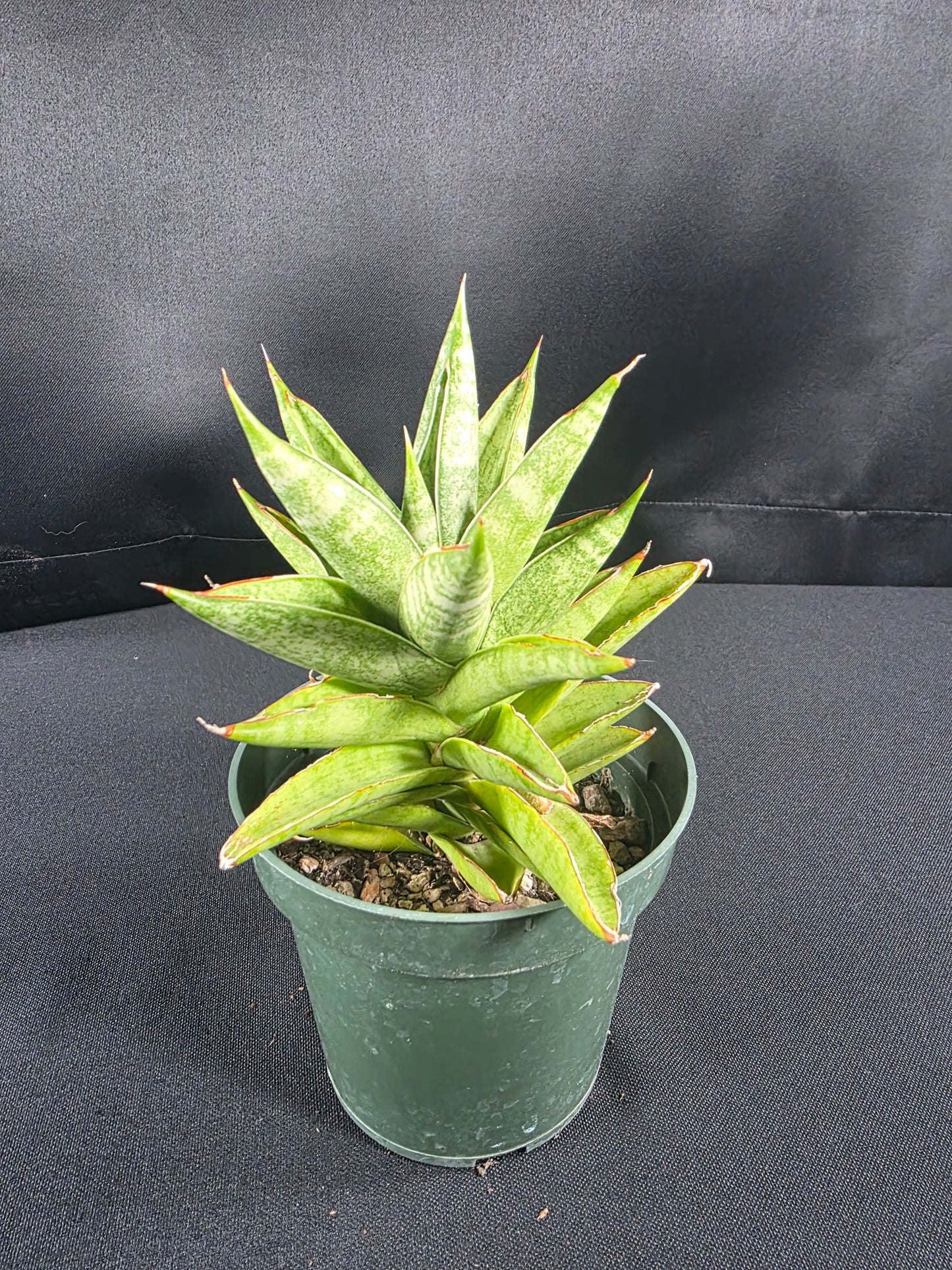 Sansevieria pagoda
