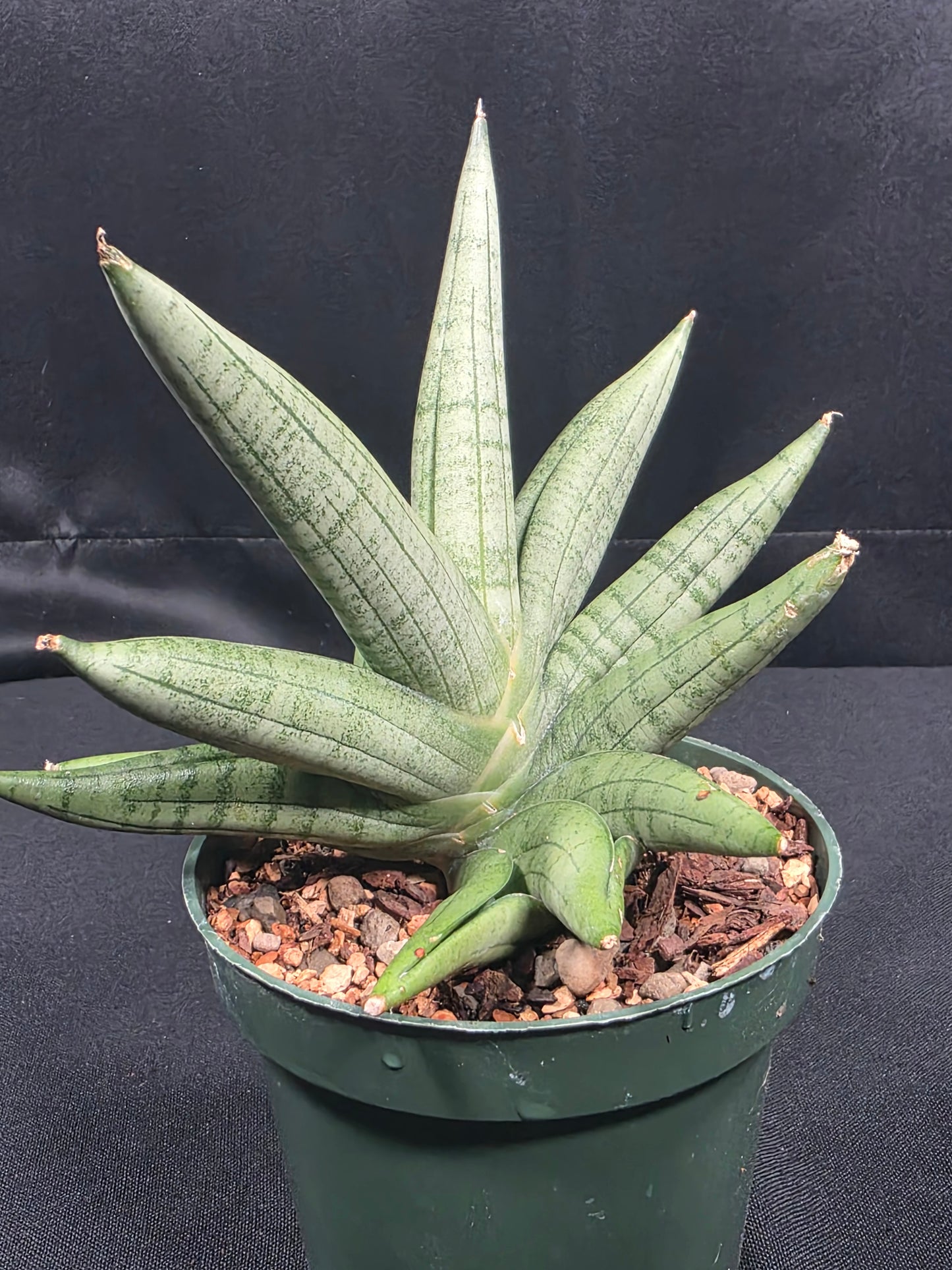 Sansevieria Moose Antler