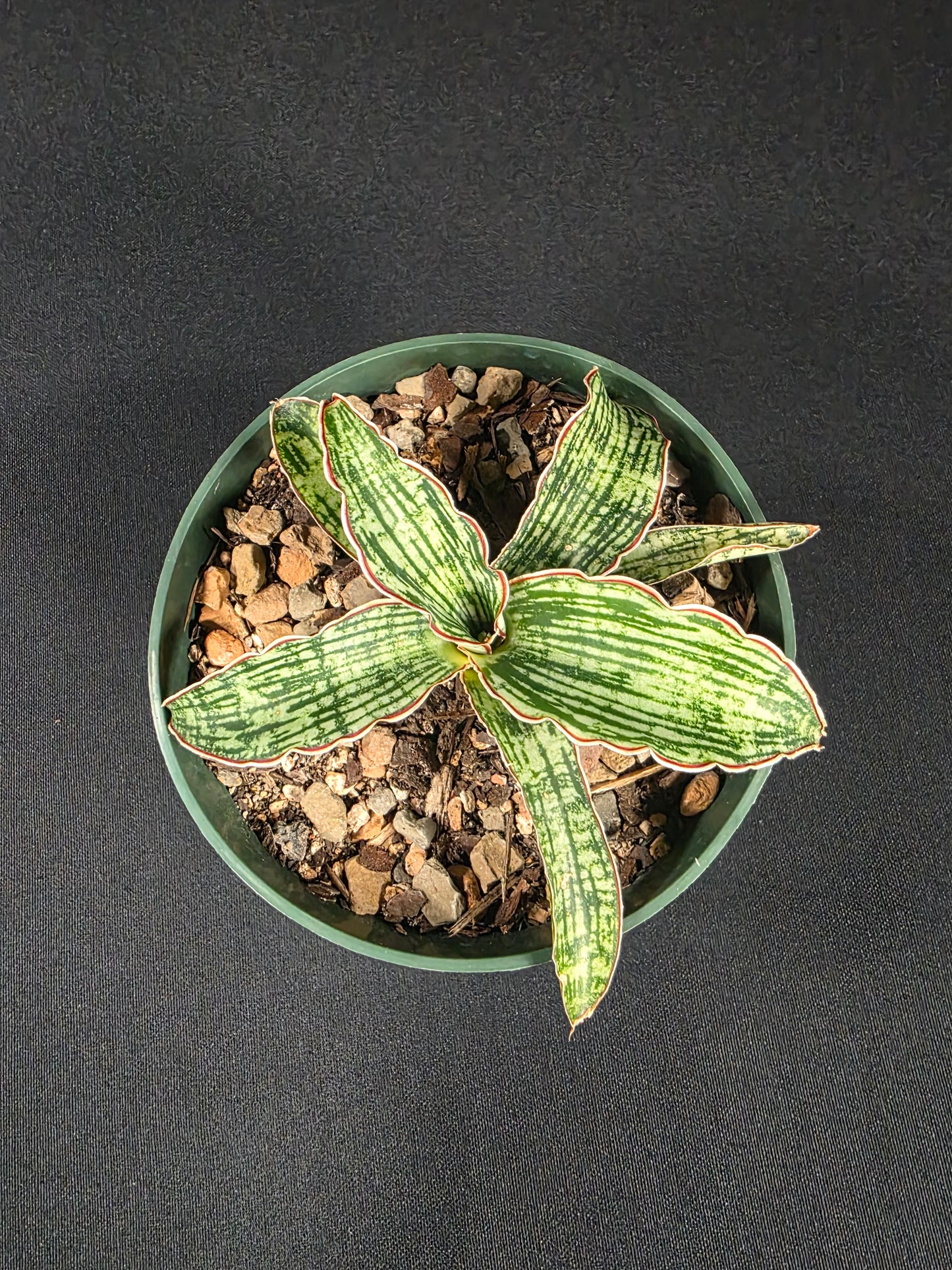 Sansevieria cleopatra