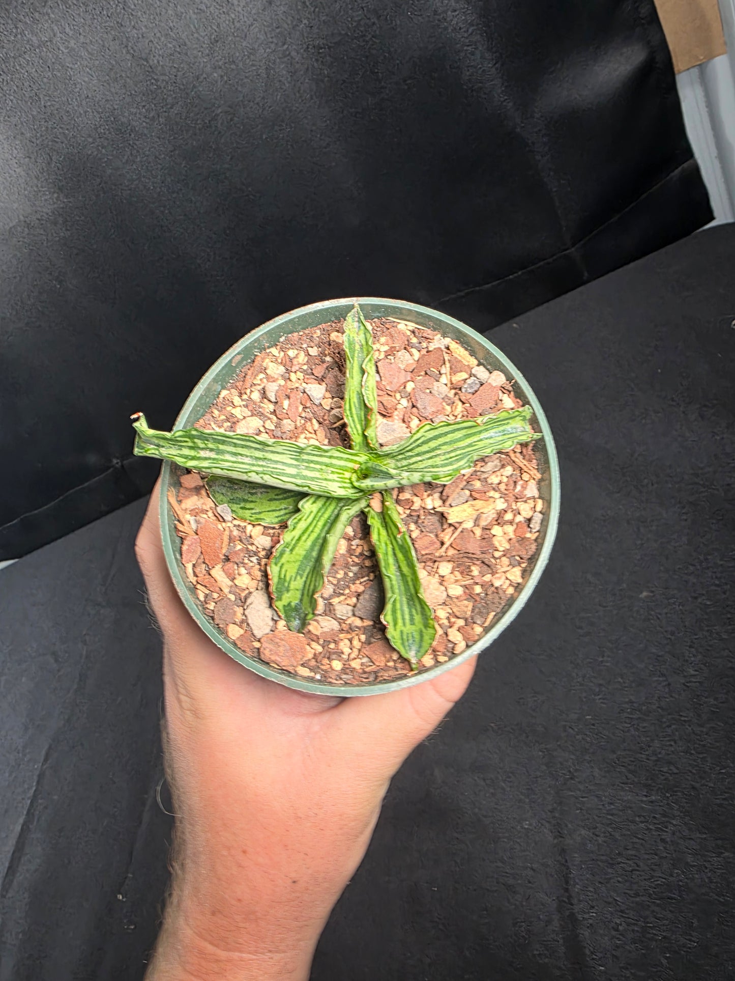 Sansevieria watermelon