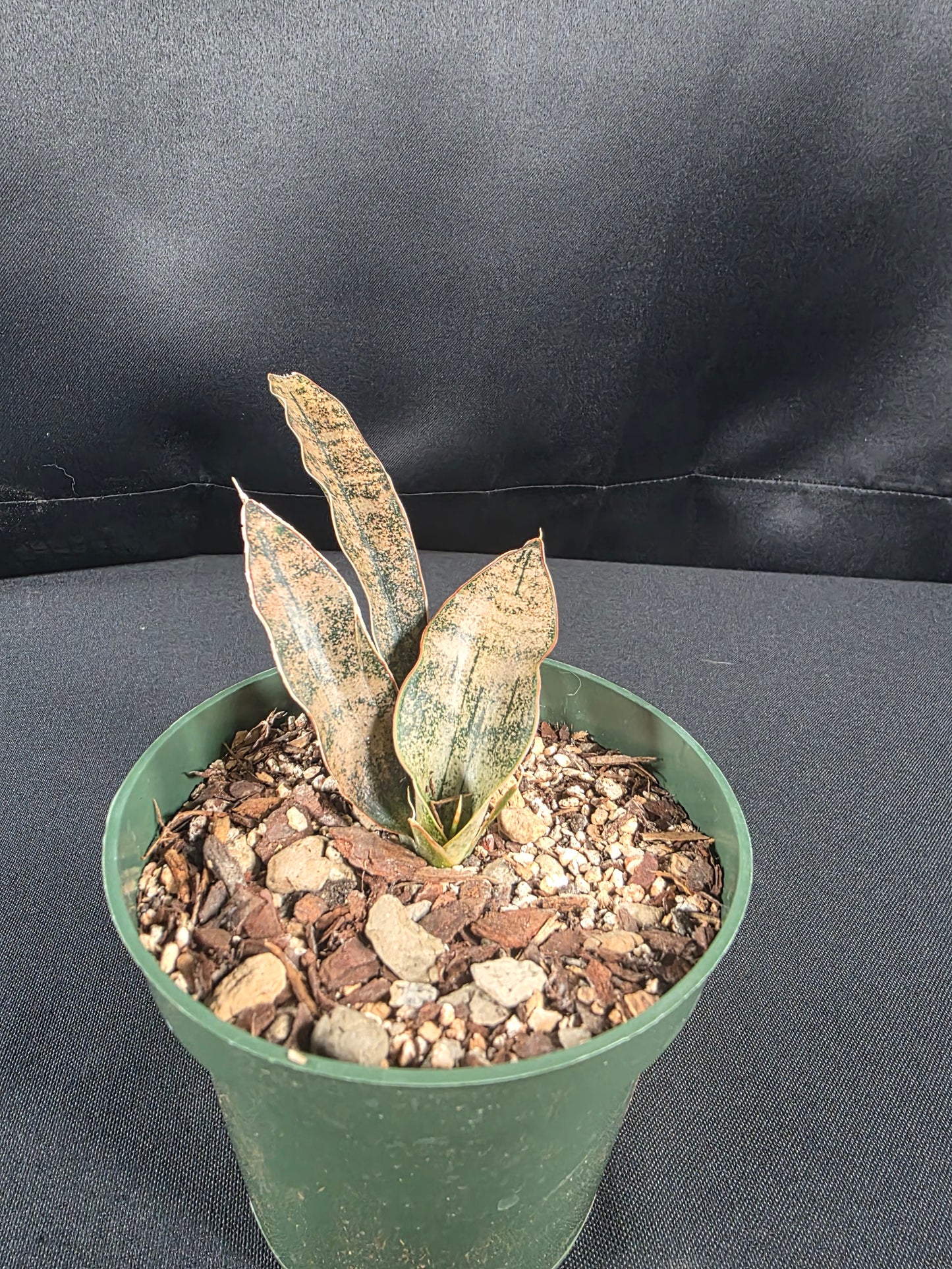 Sansevieria Coppertone