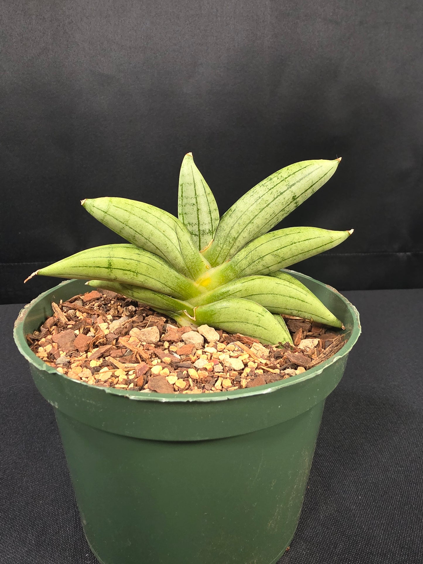 Sansevieria meedee