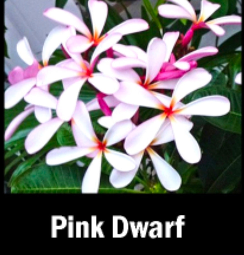 Plumeria dwarf pink