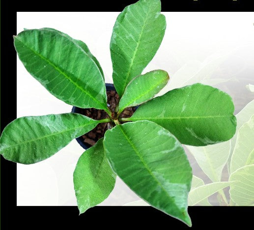 Plumeria Silver Border/Silver Fancy