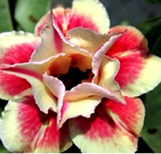 Adenium Sunshine