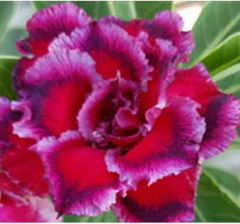 Adenium Swan and Dragon