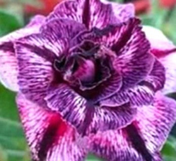 Adenium Think of You