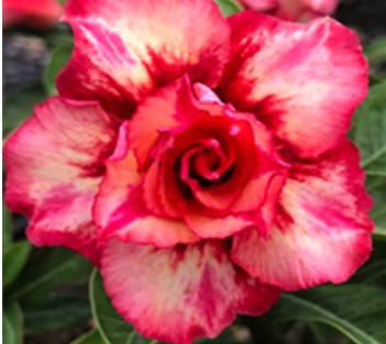 Adenium Thong Sukjai