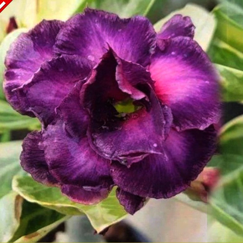 Adenium Wonderful Purple (Variegated)