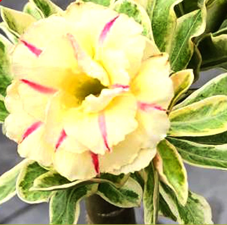 Adenium Wonderful Yellow (Variegated)