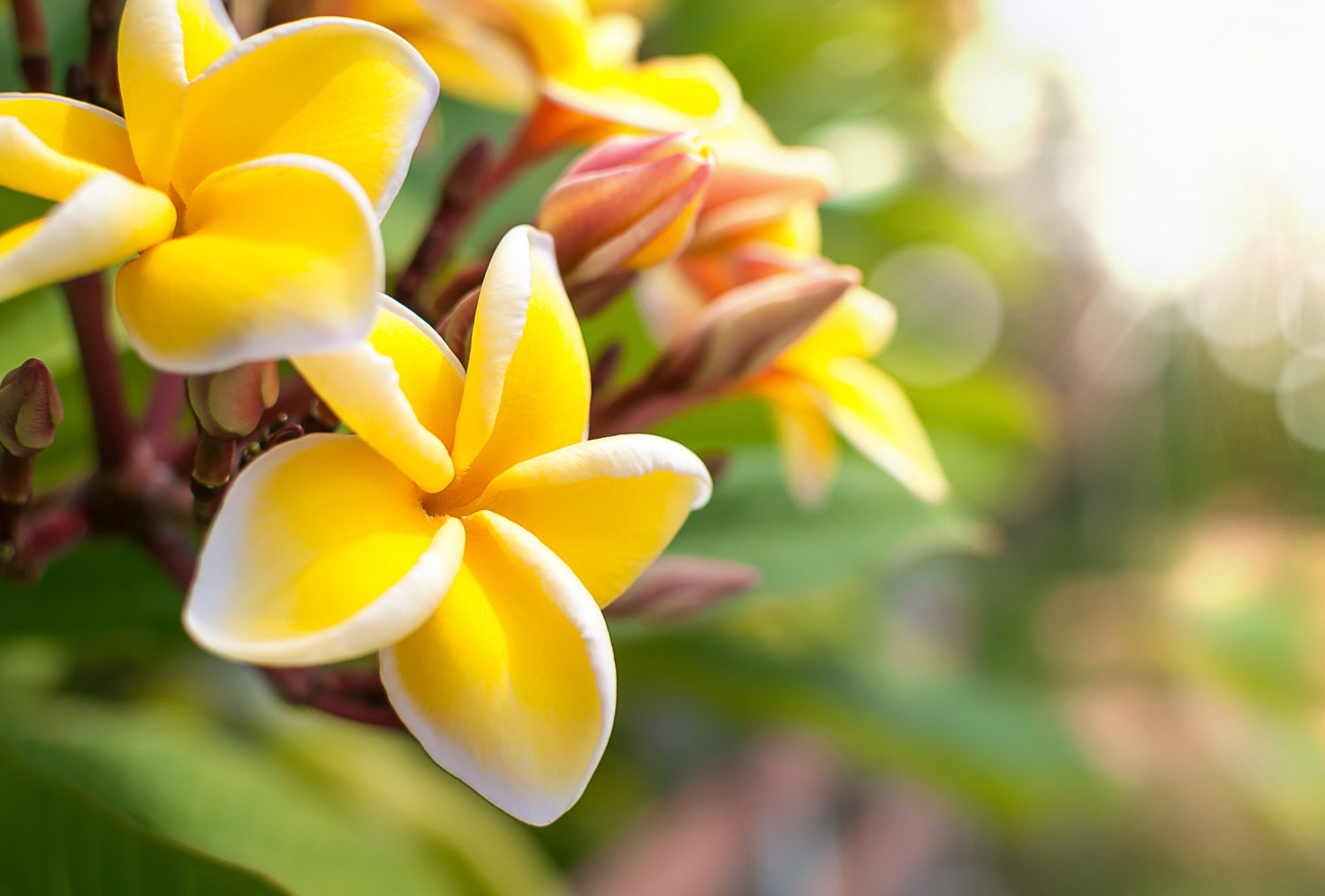 🌸 Plumeria Collection