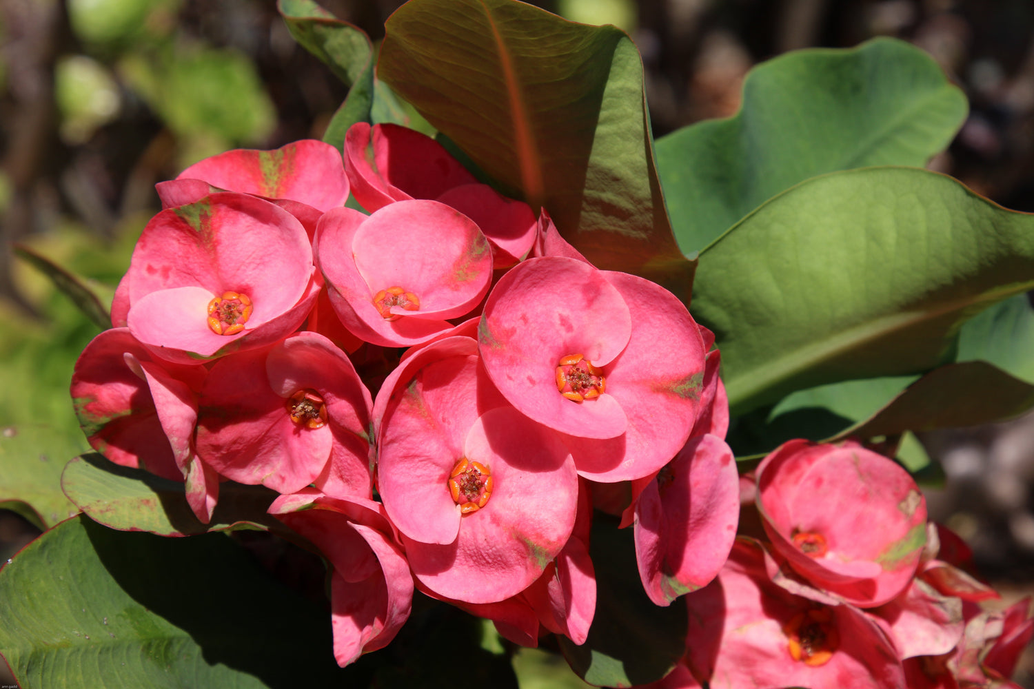 🌿 Euphorbia Millii (Crown of Thorns) Collection