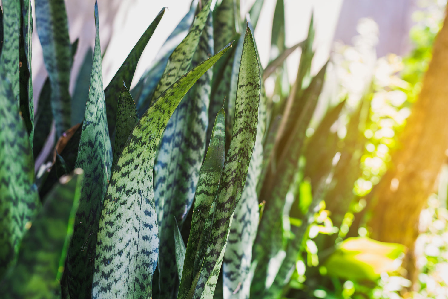 🌵 Sansevieria Collection