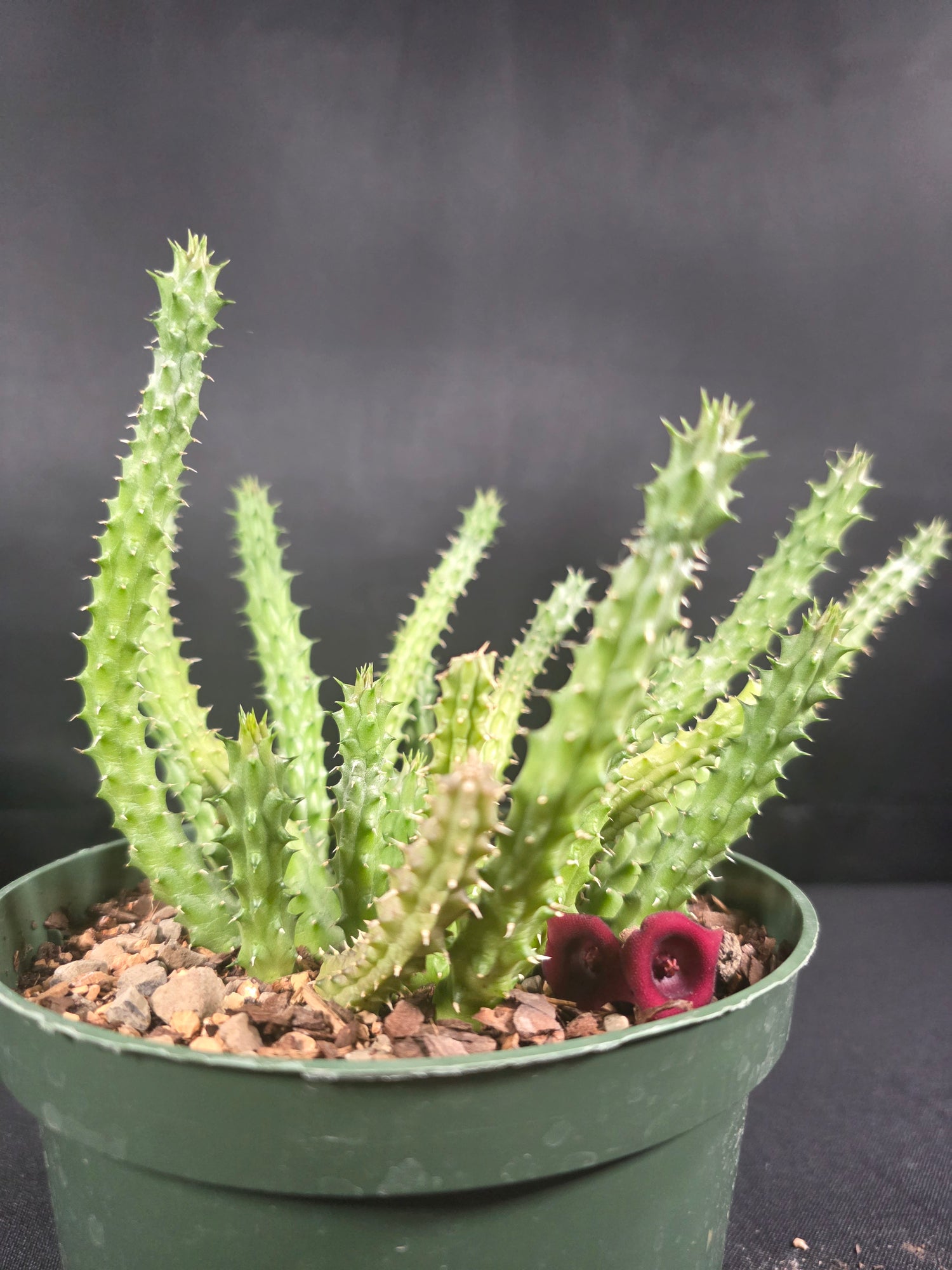 Poseidon Plants - Photo 1